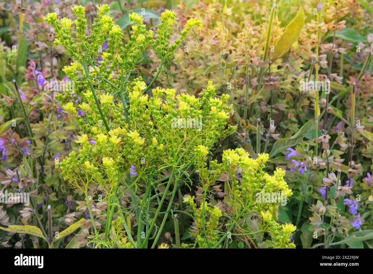 Ruta graveolens. Aromatic flowers in rural garden. Sunny day. Stock Photo
