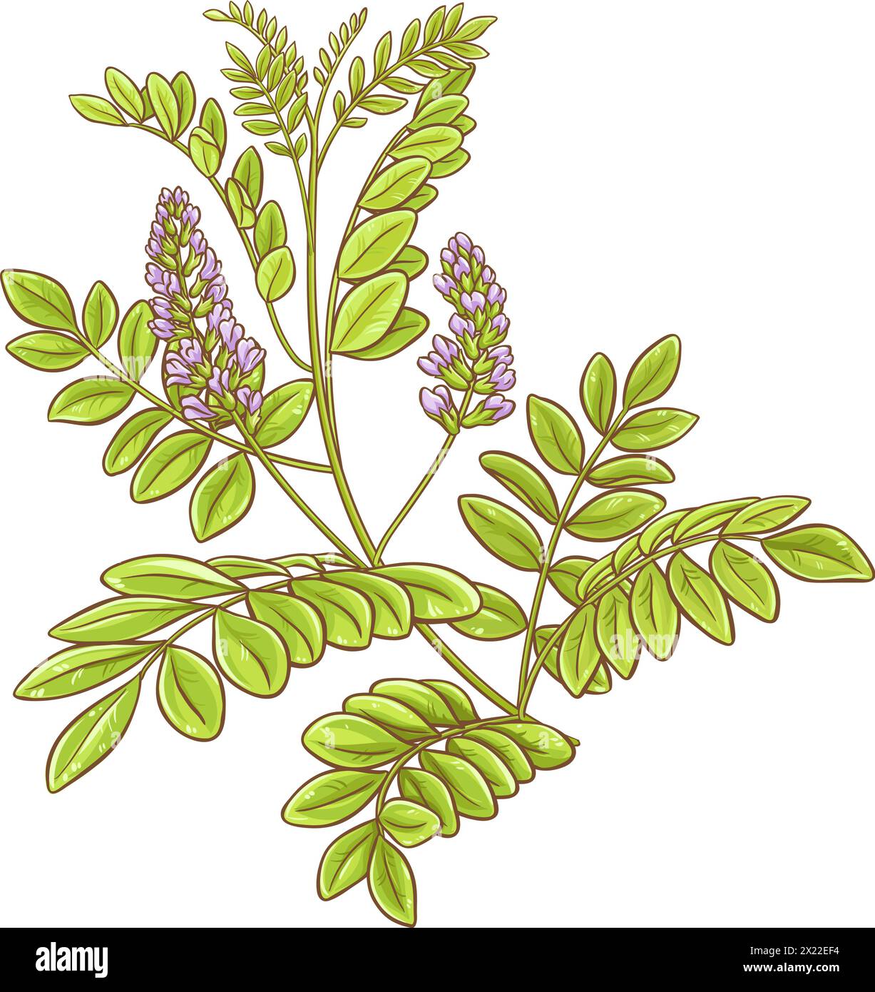 Licorice Plant Colored Detailed Illustration Stock Vector