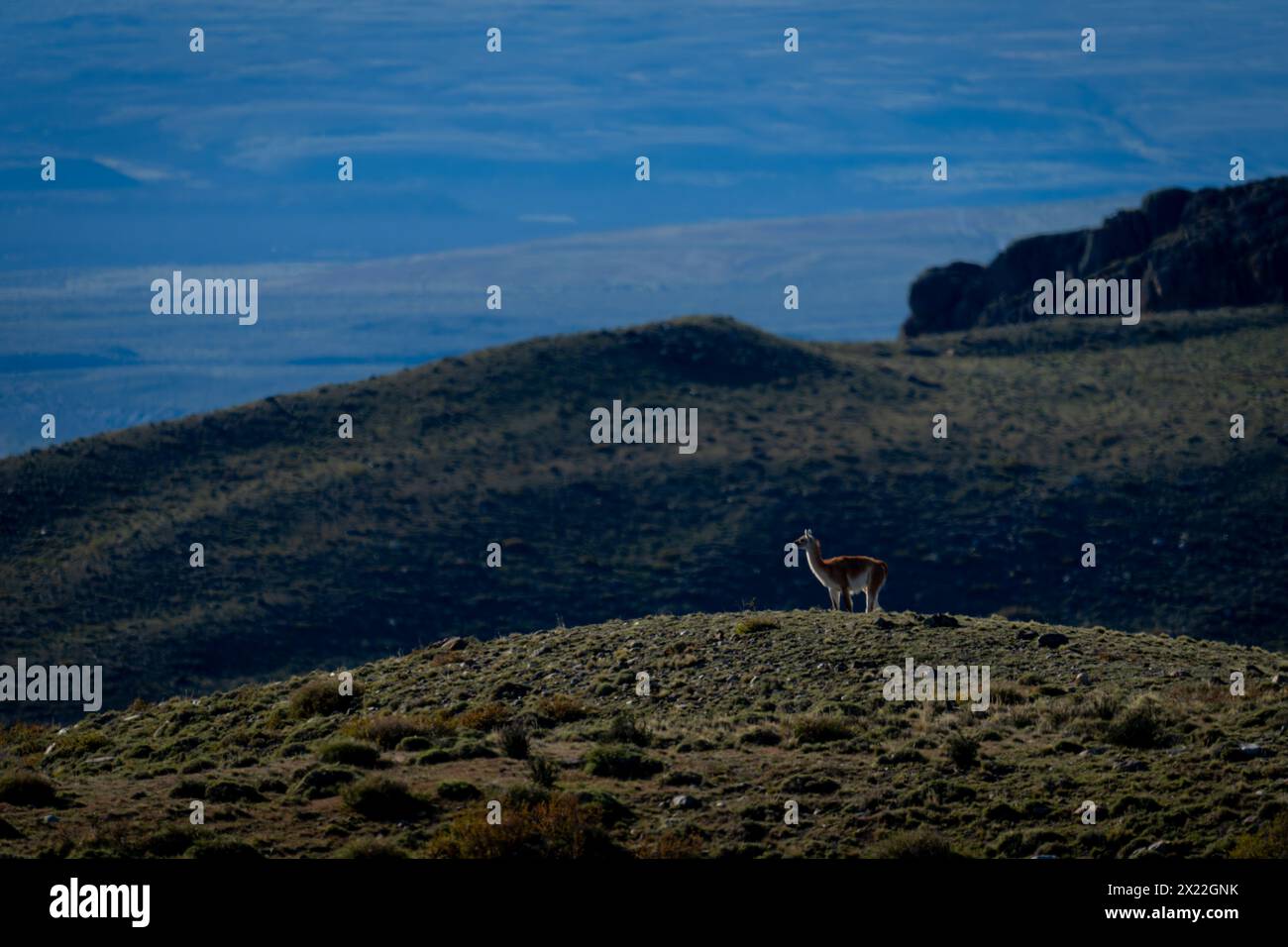 Guanaco standing in profile on grassy mound Stock Photo