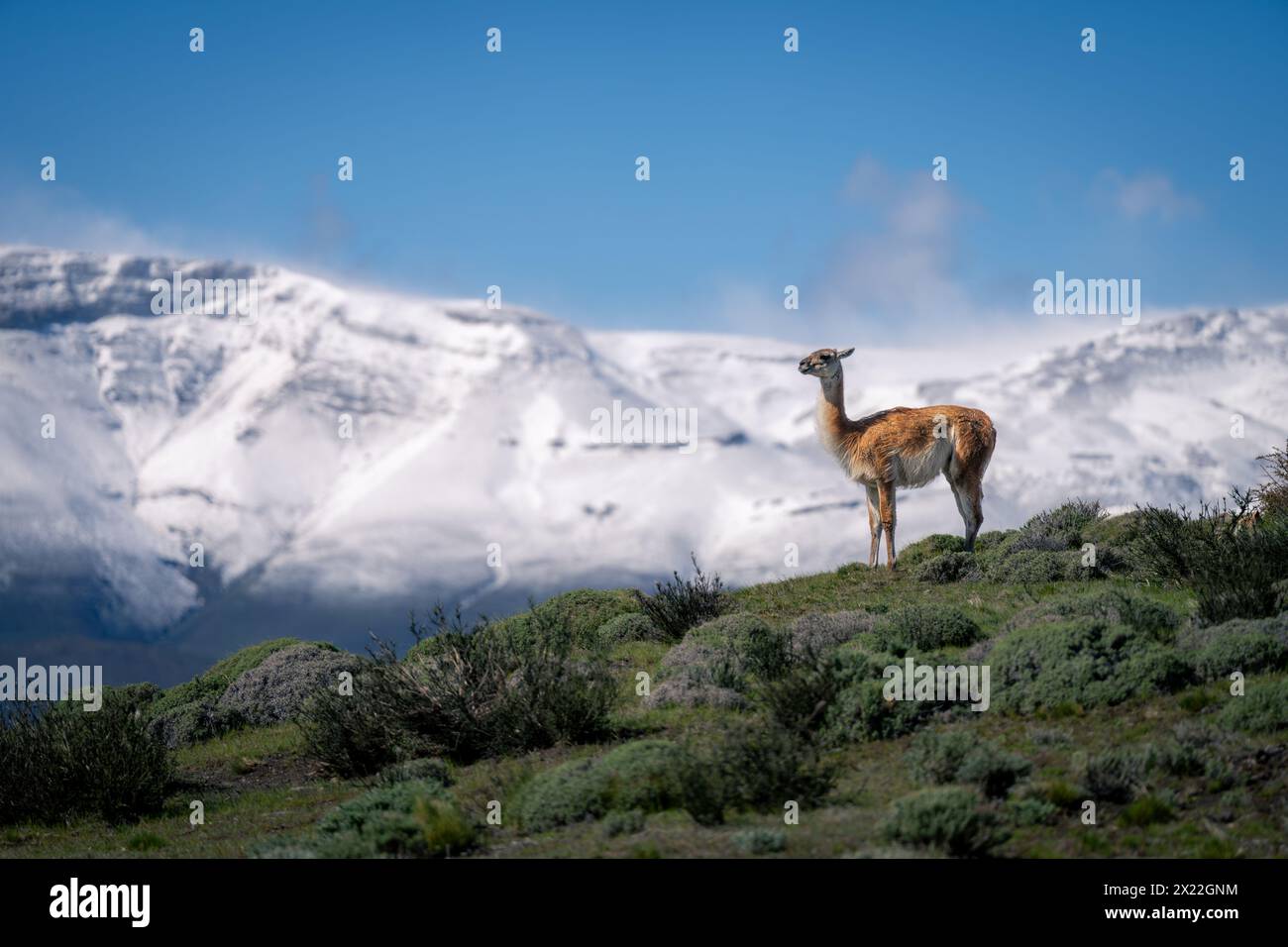 Guanaco standing on grassy ridge in profile Stock Photo