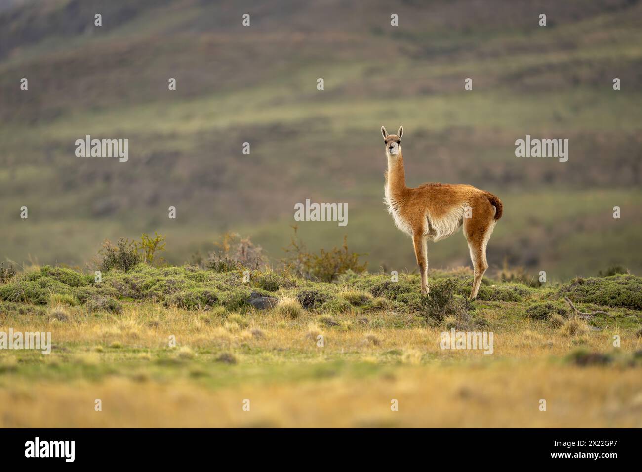 Guanaco stands in profile on bushy ridge Stock Photo