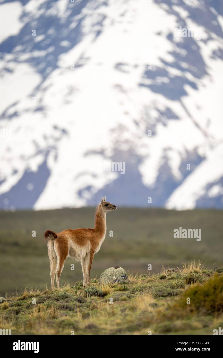 Guanaco stands in profile on grassy ridge Stock Photo