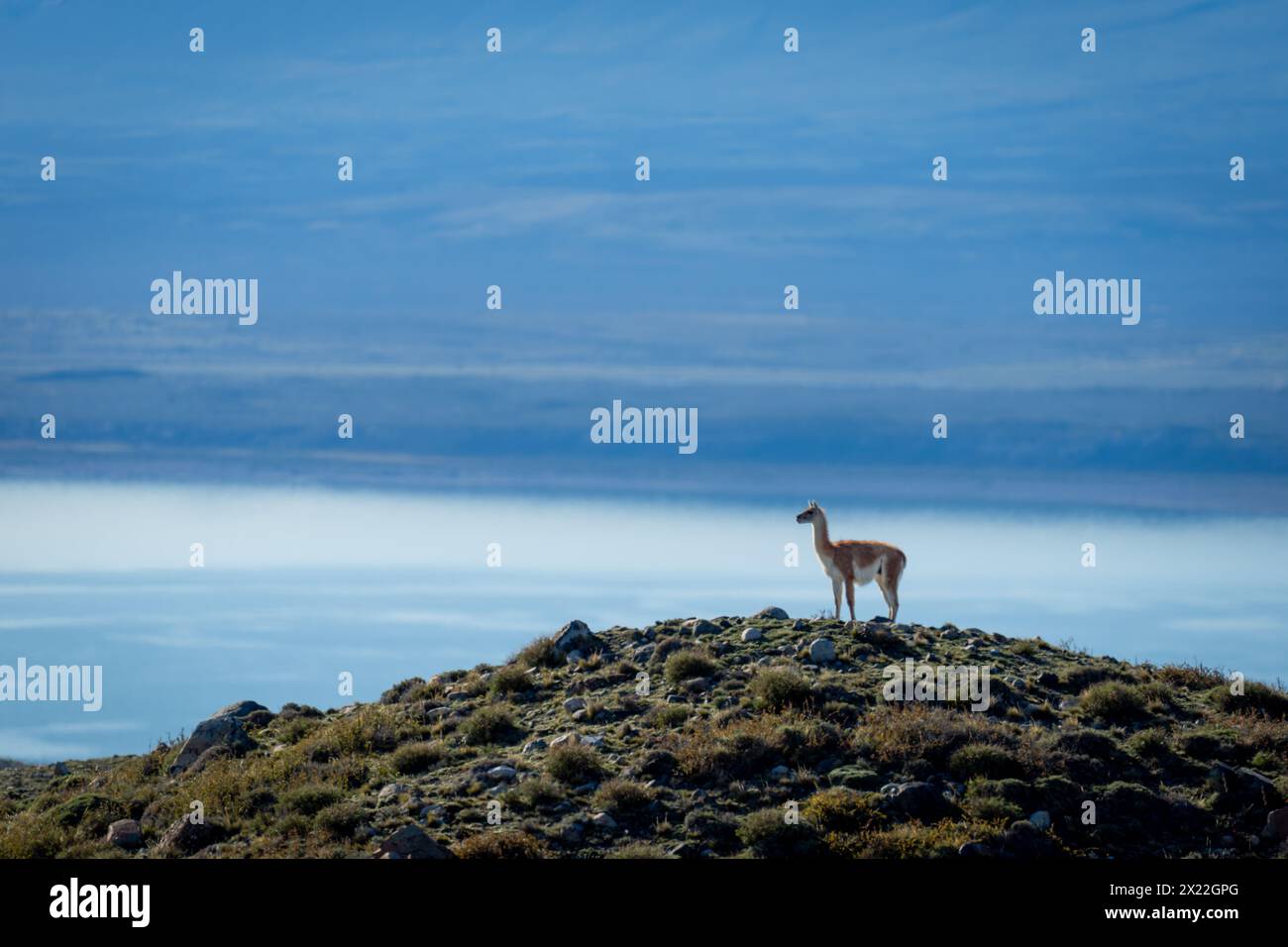 Guanaco stands in profile on grassy mound Stock Photo