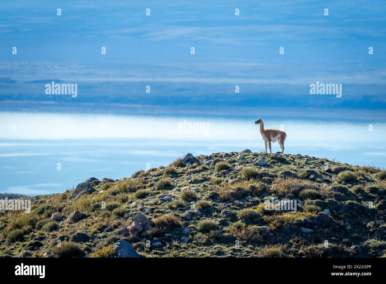 Guanaco stands on grassy mound in profile Stock Photo