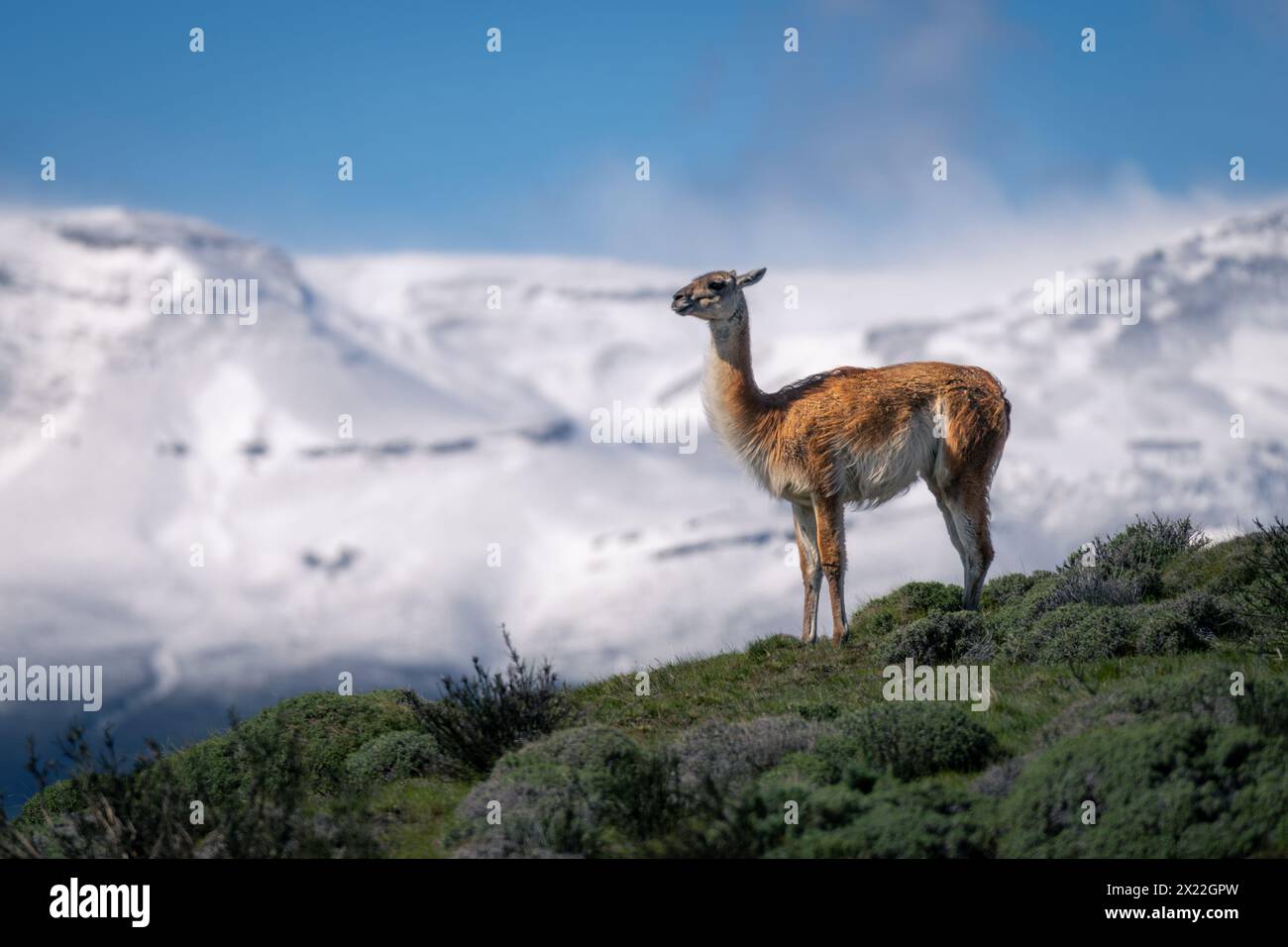 Guanaco stands on grassy ridge in profile Stock Photo