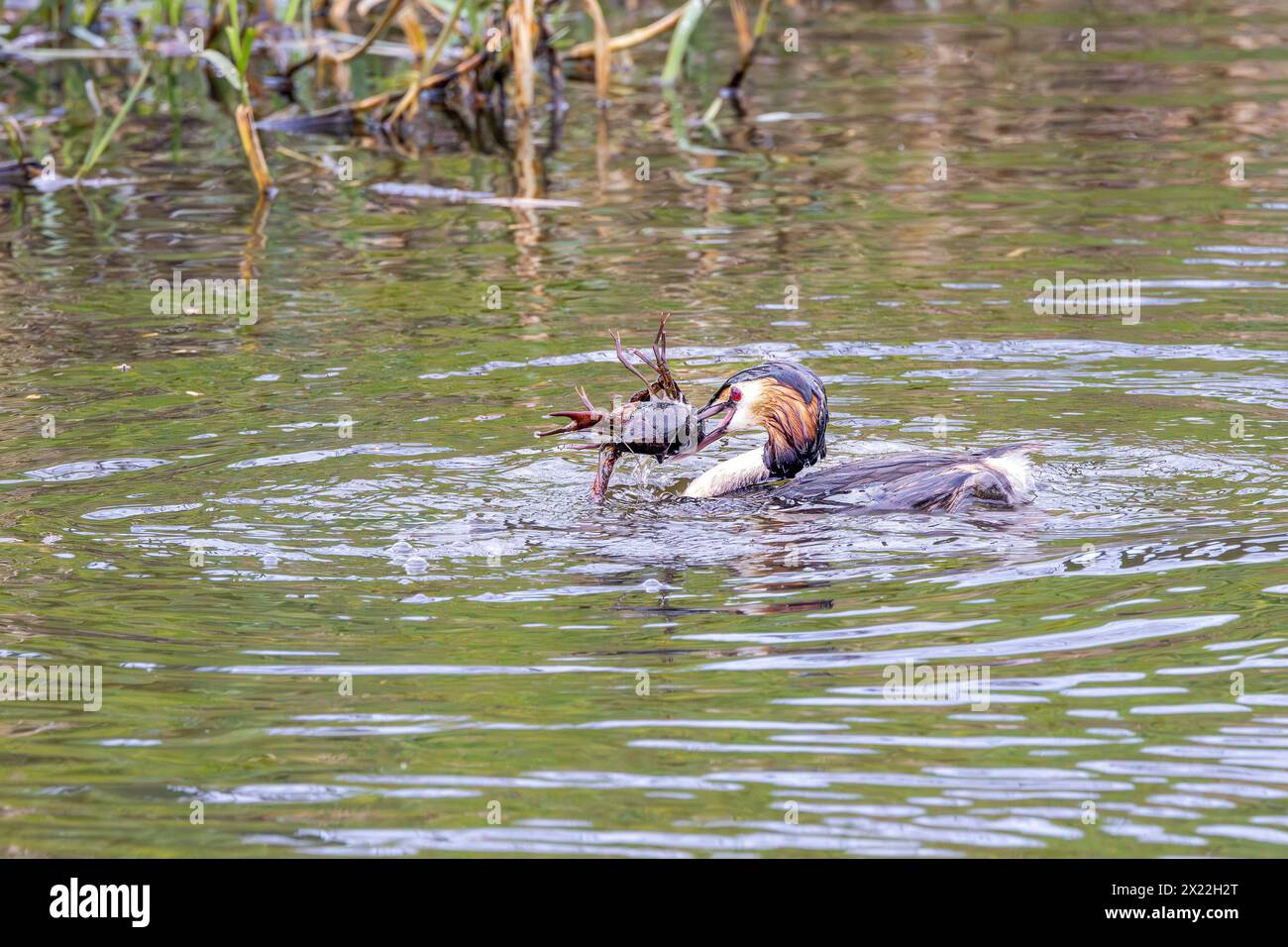 Close up of hunting Grebe, Podiceps cristatus, with a Red swamp crayfish, Procambarus clarkii, as prey and prepare the lobster for swallowing by break Stock Photo