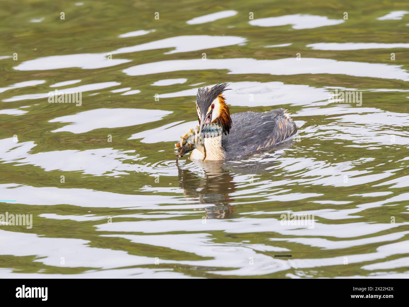 Close up of hunting Grebe, Podiceps cristatus, with a Red swamp crayfish, Procambarus clarkii, ash prey with broken legs and claws removed so that it Stock Photo