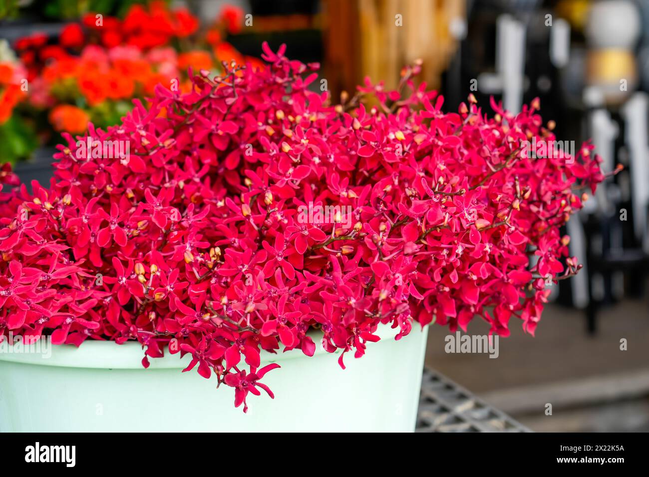 Fresh purple magenta red pink Mokara orchid flower bouquet cut sale market Stock Photo