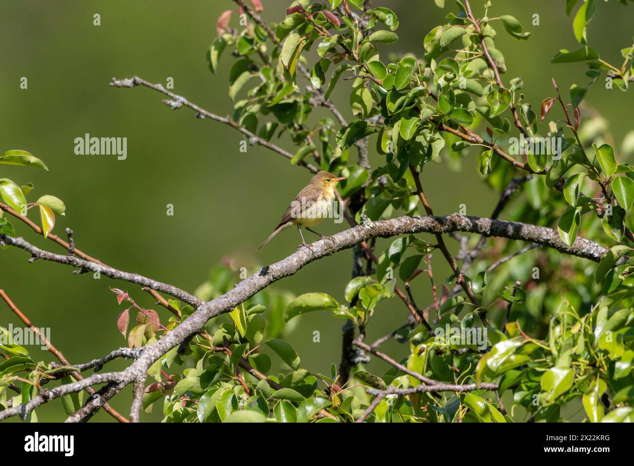 A Melodious warbler (Hippolais polyglotta) perched in an apple tree. Stock Photo