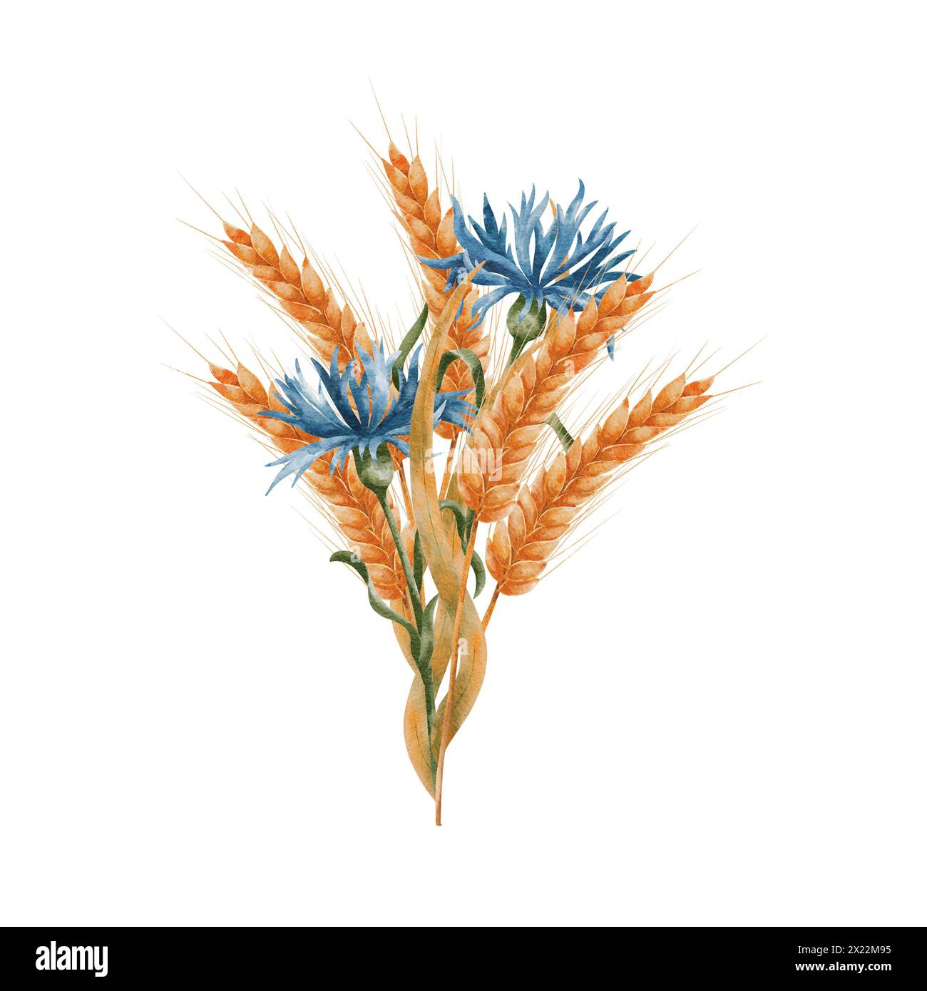 Ears of ripe wheat and blue cornflowers. A bouquet, a composition of spikelets of grain and field ears of corn. Wheat isolated on white background. De Stock Photo