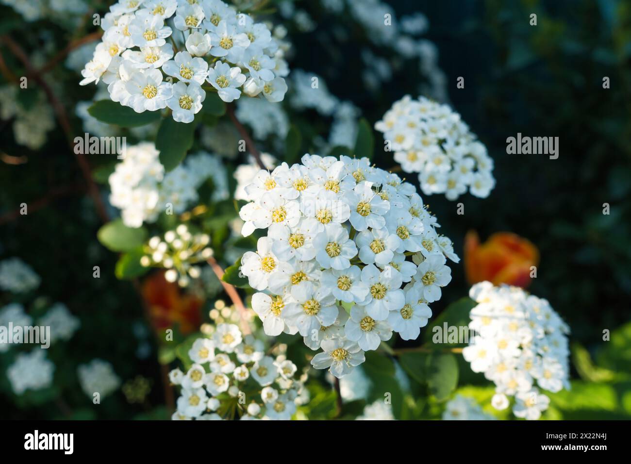 Gorgeous White Astilbe Flowers Blooming in Our Garden. summer, sun, sunny, sunshine, good weather, excursion, romantic, blossoms, splendid spirea Stock Photo