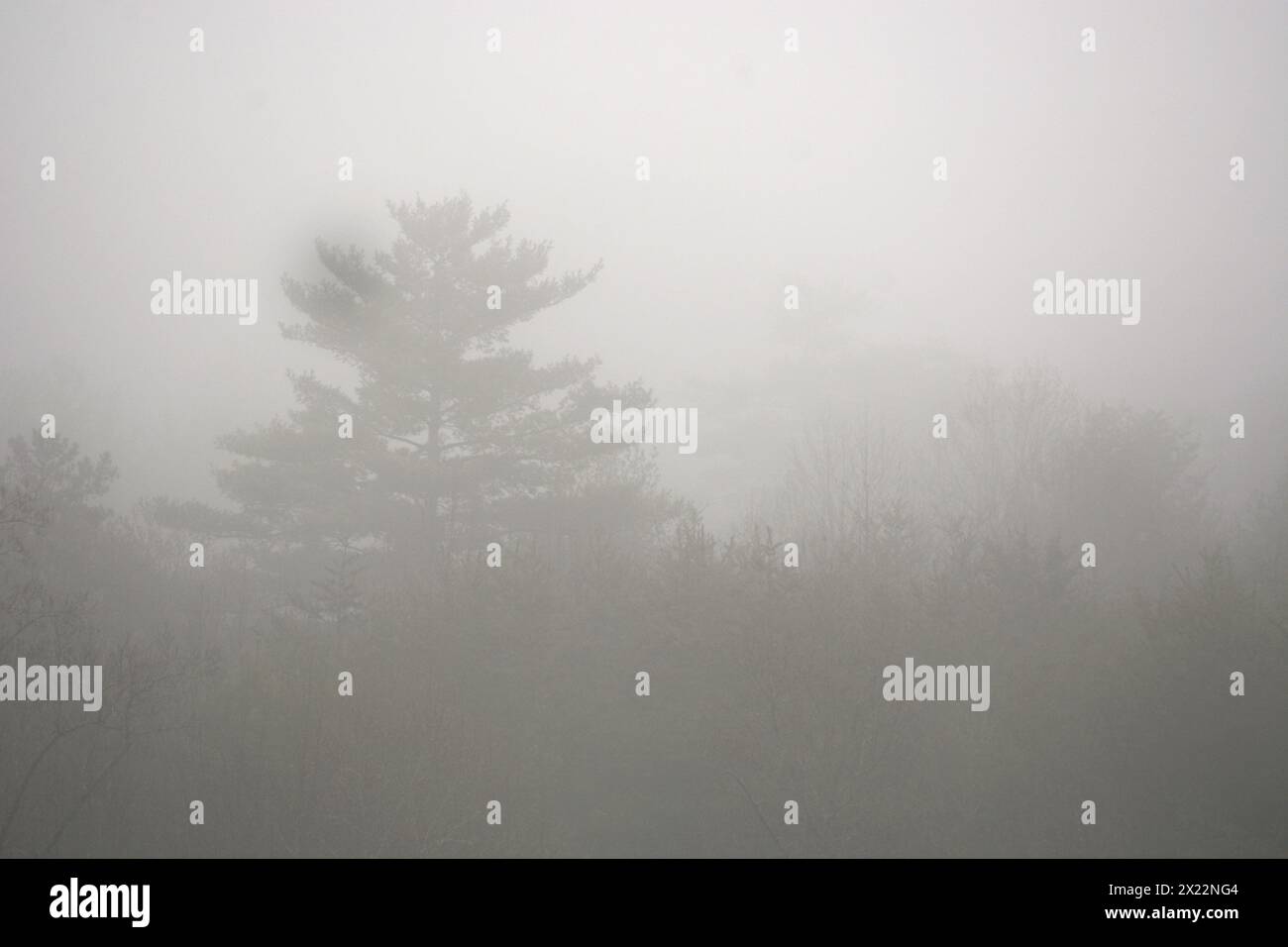 Heavy Mist A heavy mist obscures a forest of trees in North Carolina Stock Photo ...