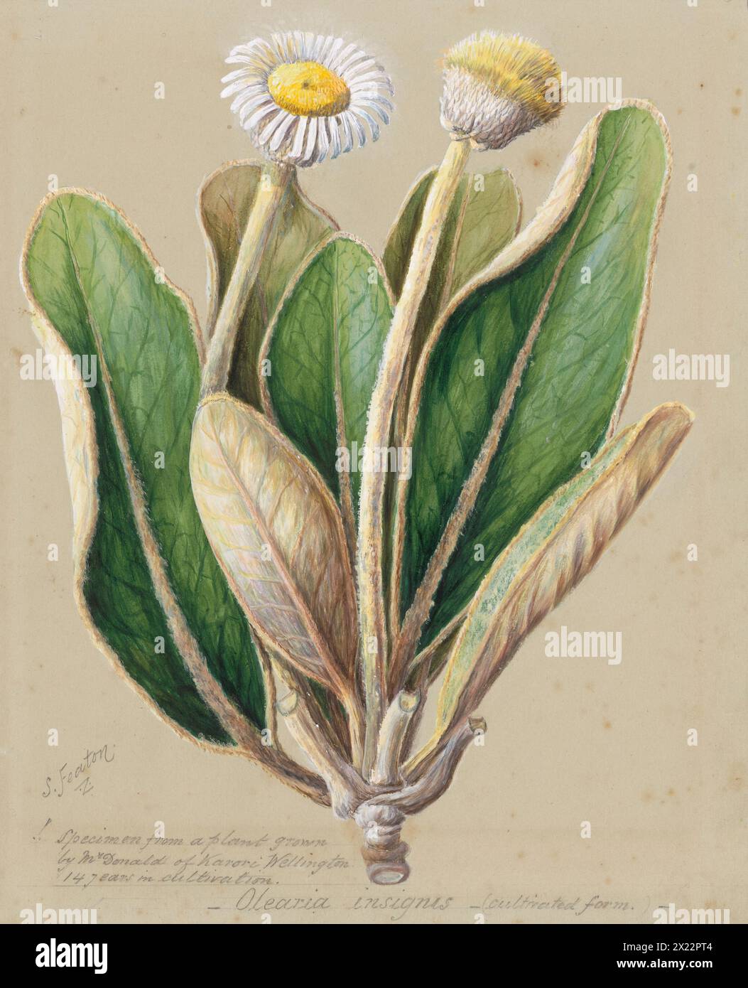 Pachystegia insignis, c.1885. Stock Photo
