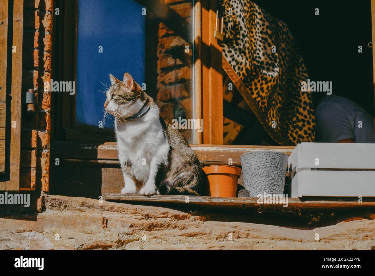 A cute cat perched on a ledge, looking curious and relaxed Stock Photo
