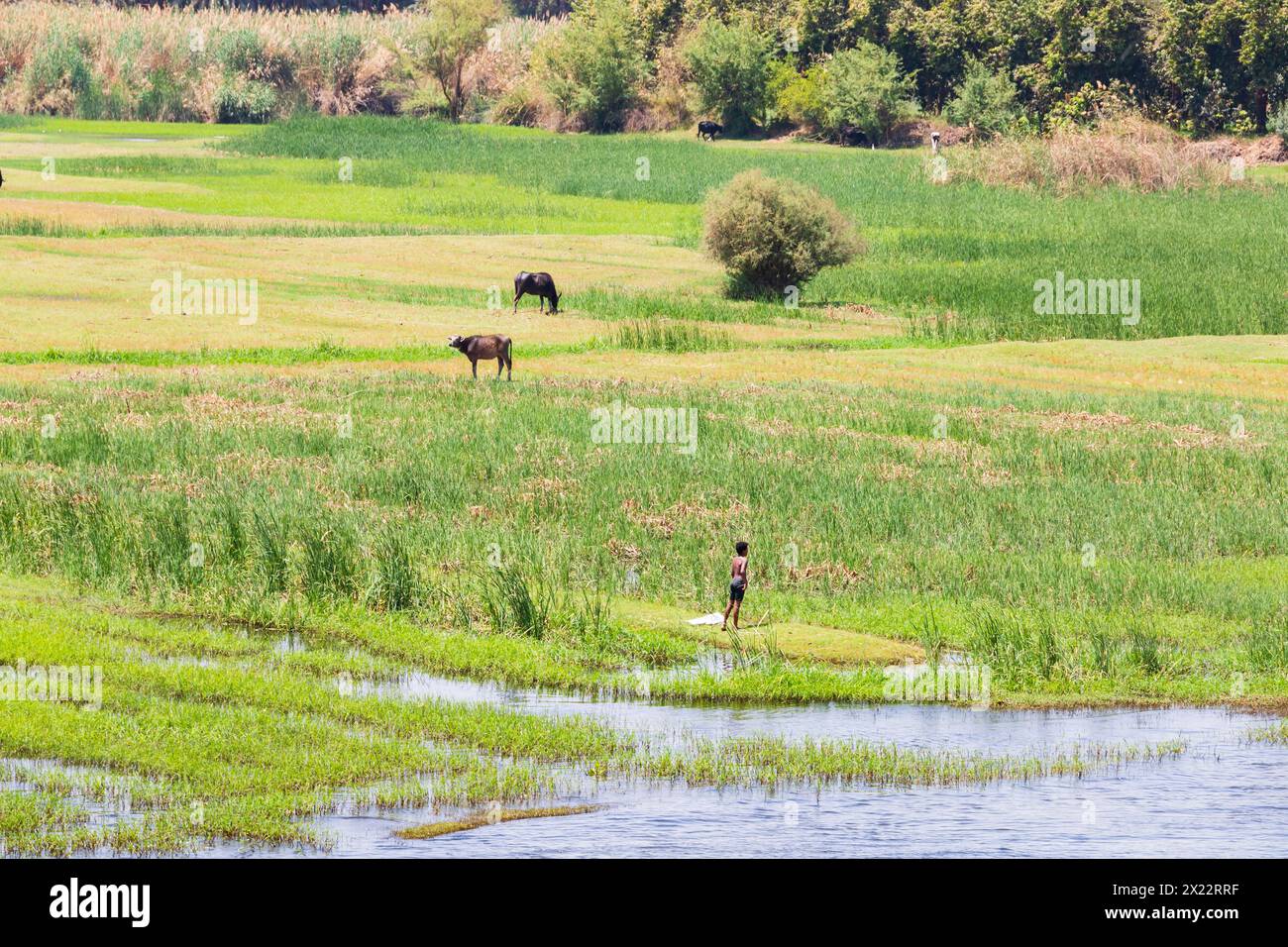 Farmer with water buffalo on the banks of the River nile between Luxor and Aswan, Egypt Stock Photo