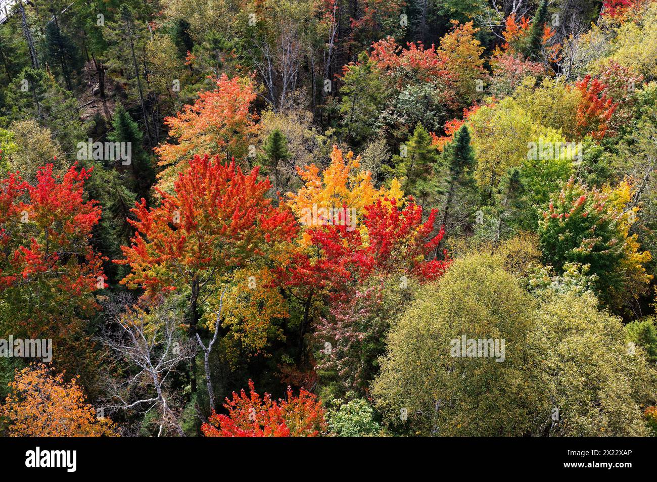 Forest, colorful autumn colors of trees in autumn, Quebec, Canada Stock ...
