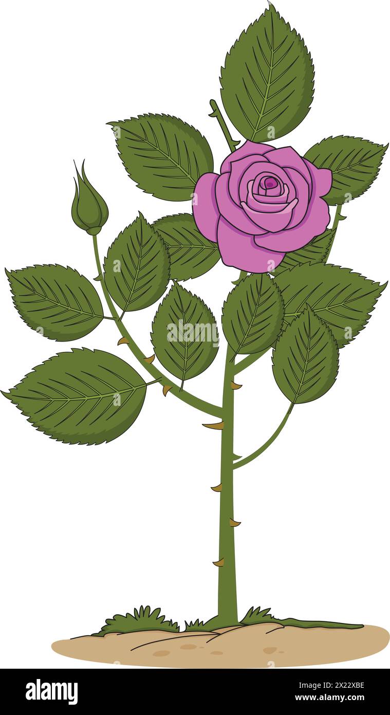 Vector rose plant with thorns Stock Vector