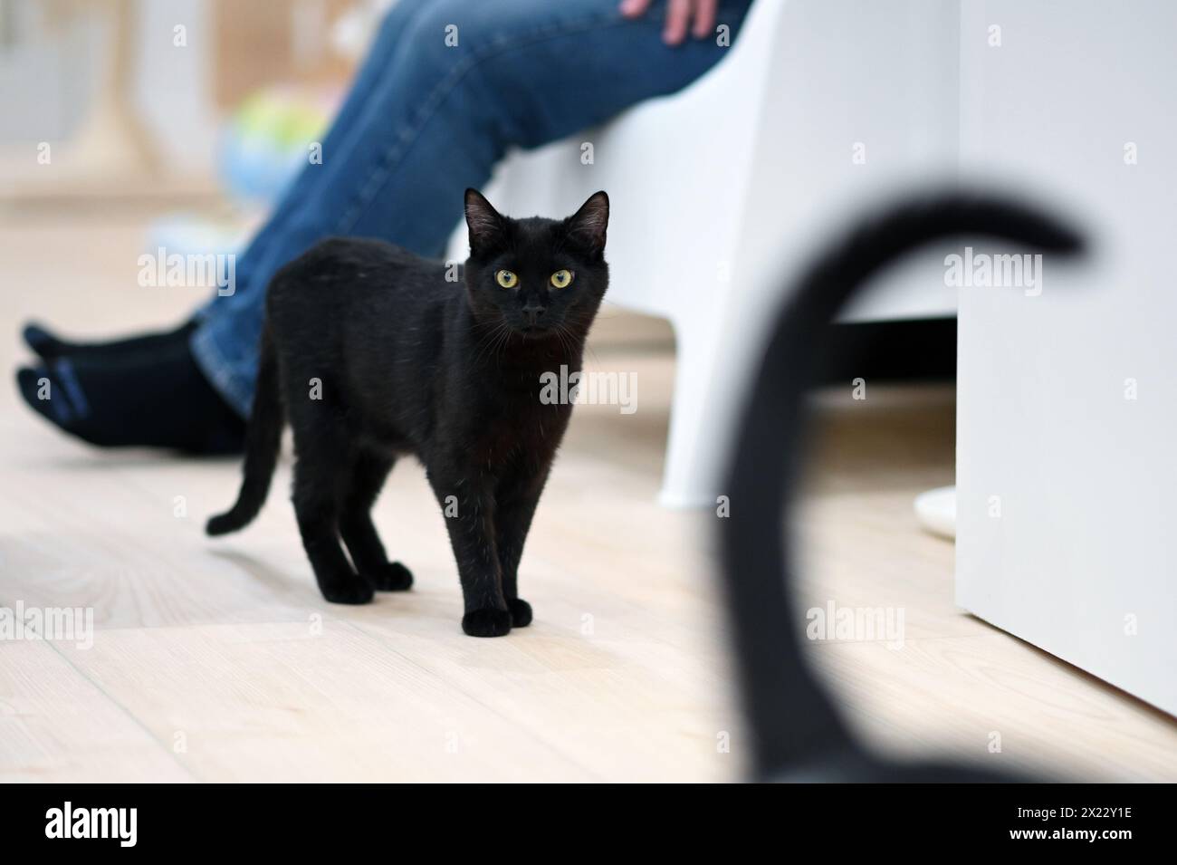 New York, USA. 18th Apr, 2024. Cats roam free at the 'Meow Parlor