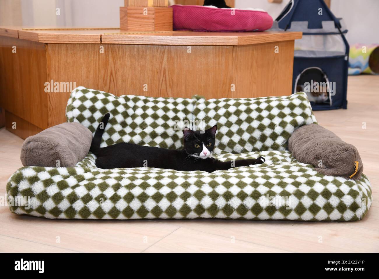 New York, USA. 18th Apr, 2024. Cats roam free at the 'Meow Parlor