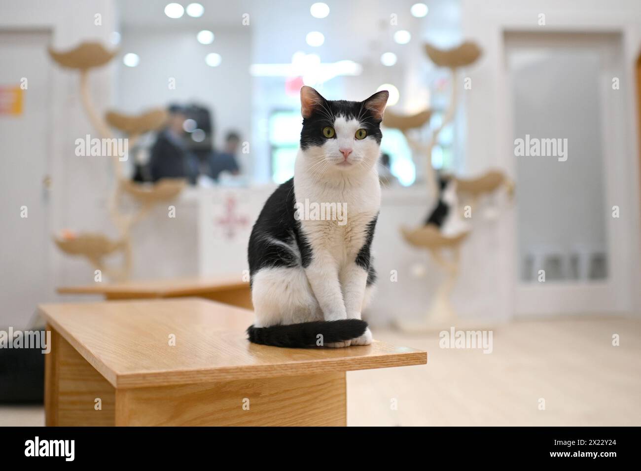 New York, USA. 18th Apr, 2024. Cats roam free at the 'Meow Parlor
