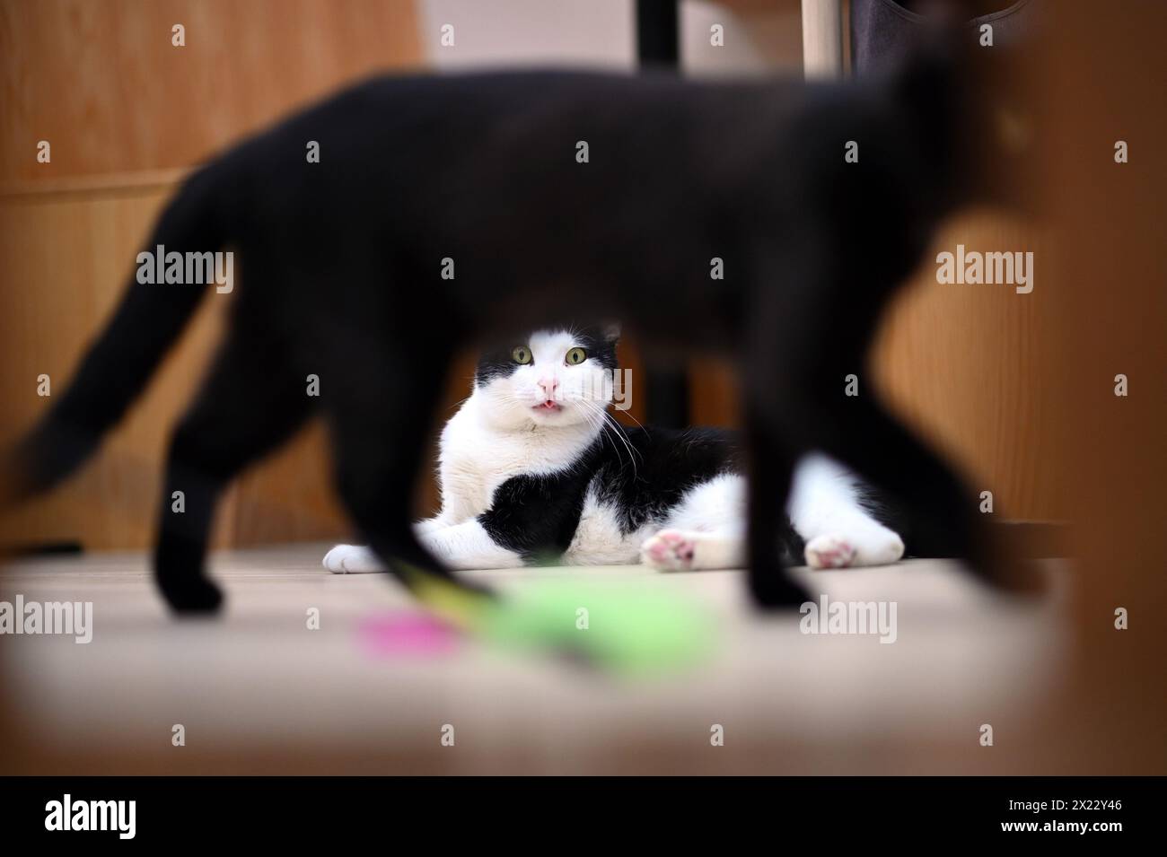 Sessions photo hires stock photography and images Alamy