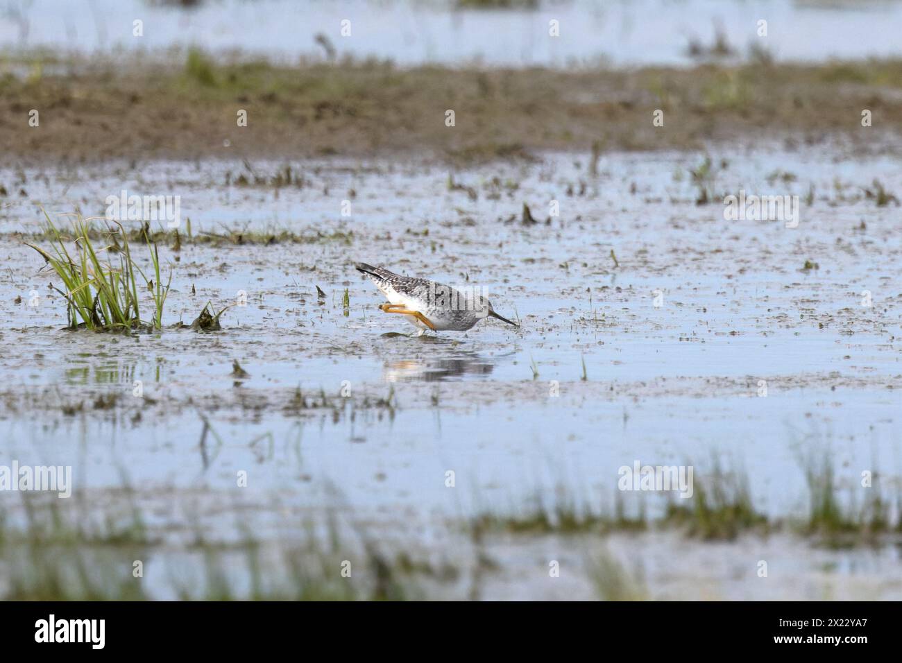 Lesser Yellowlegs (Tringa flavipes) stalking Frampton Marsh RSPB Lincolnshire April 2024 Stock Photo