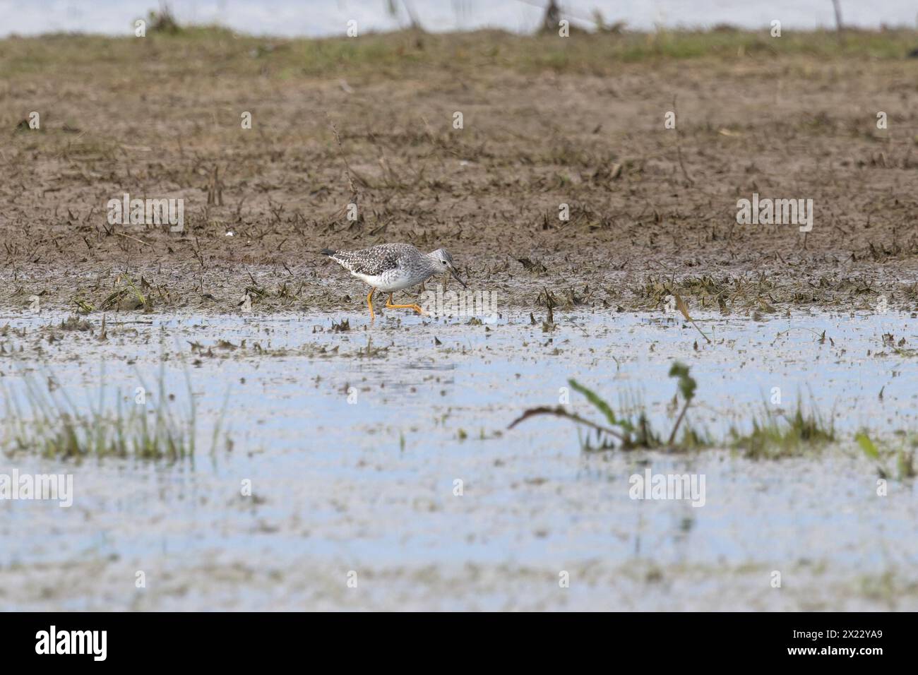Lesser Yellowlegs (Tringa flavipes) Frampton Marsh RSPB Lincolnshire April 2024 Stock Photo