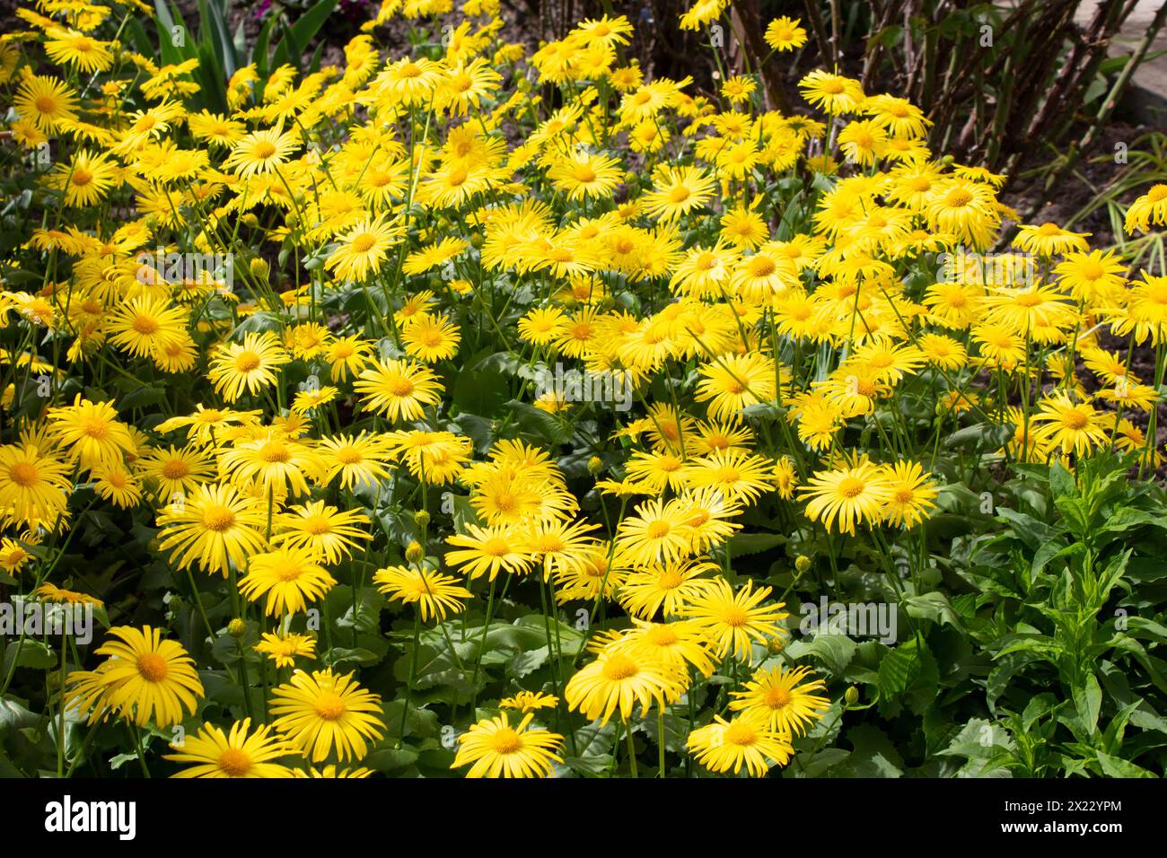 Doronikum orientalum blooming in a flowerbed in the garden. Sunny spring day. Stock Photo