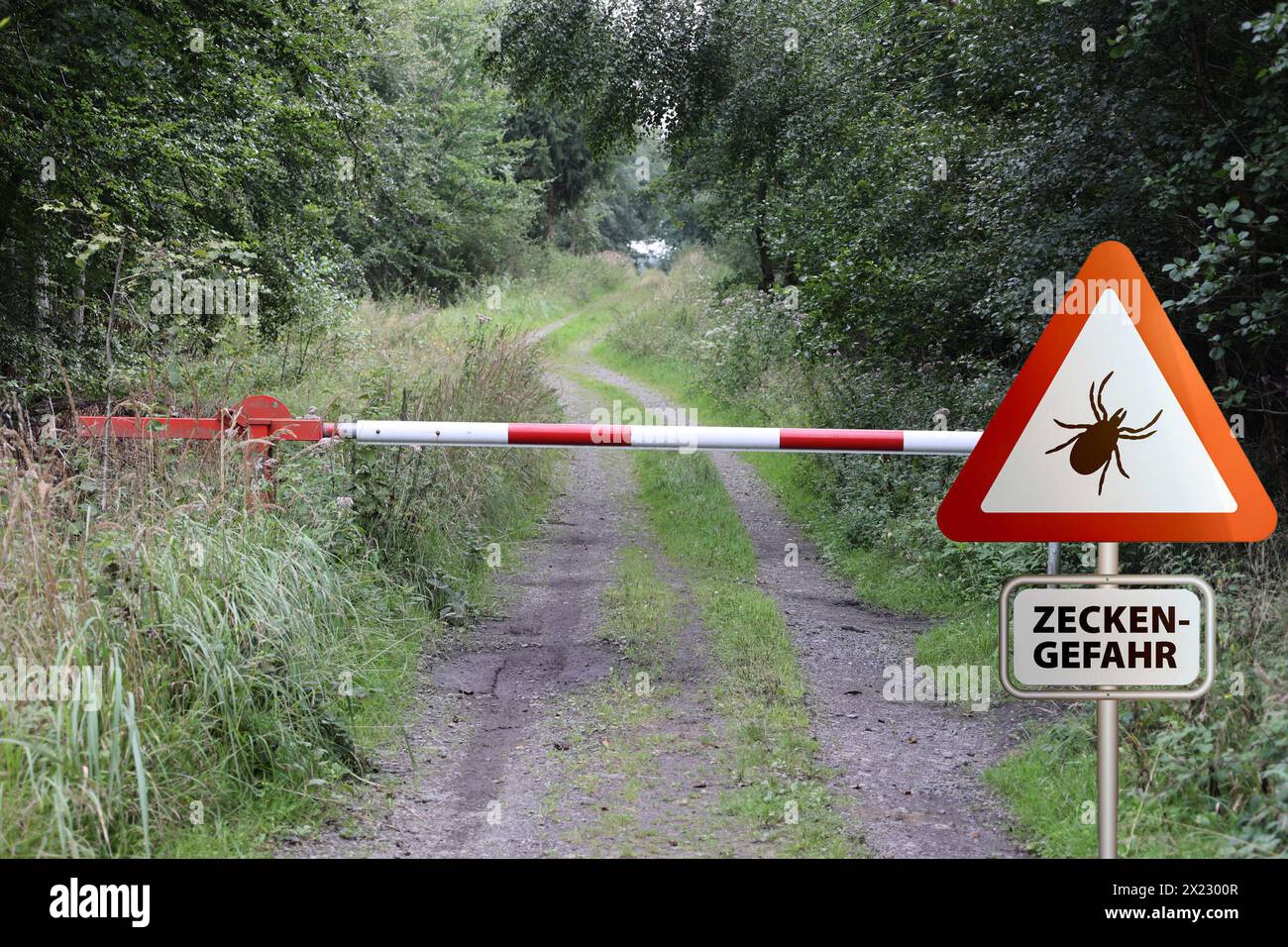 Warning sign for infected ticks in a forest. Risk of tick and Lyme ...