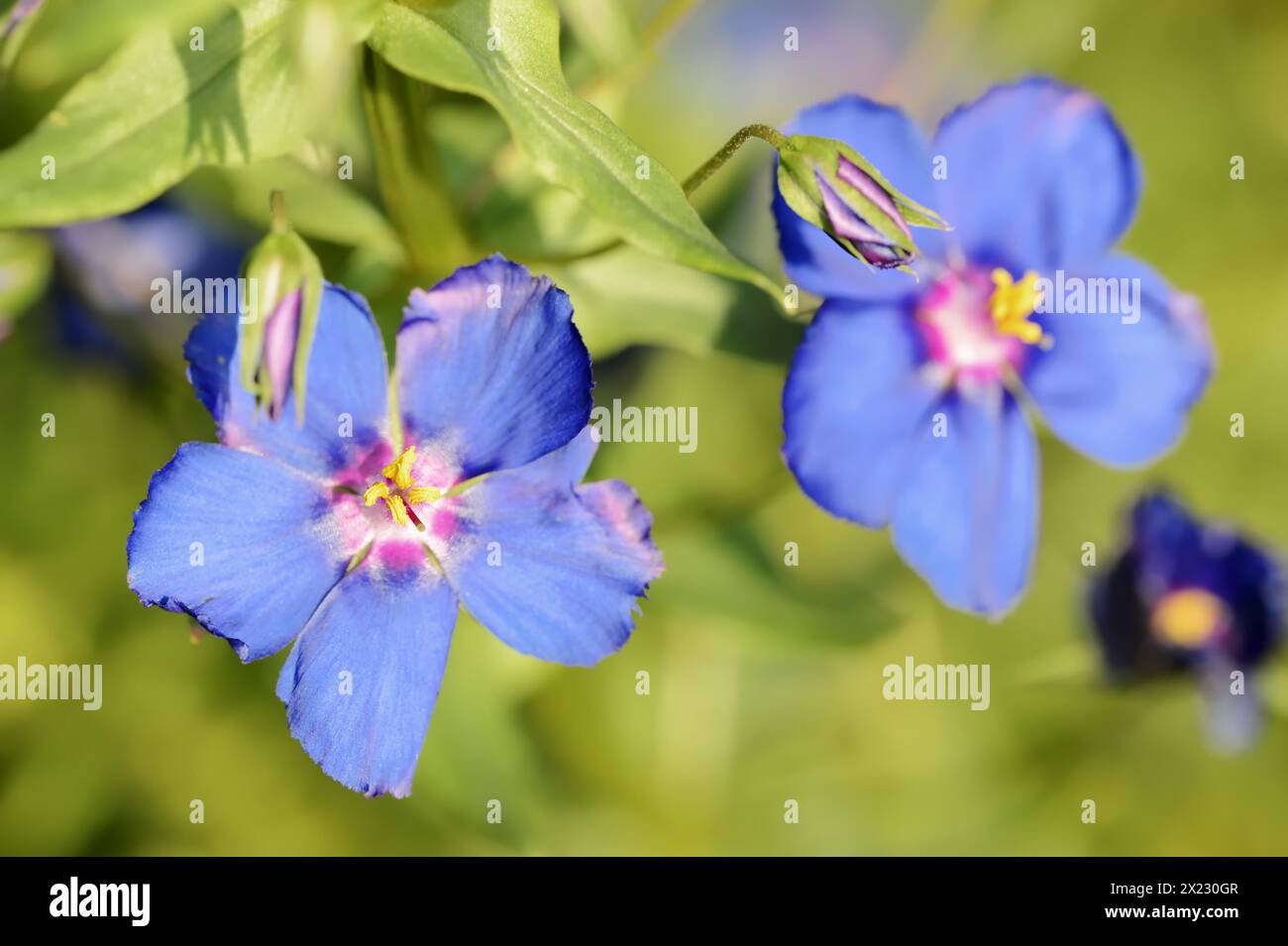Blue pimpernel (Anagallis monellii), flowers, native to the western Mediterranean region Stock Photo