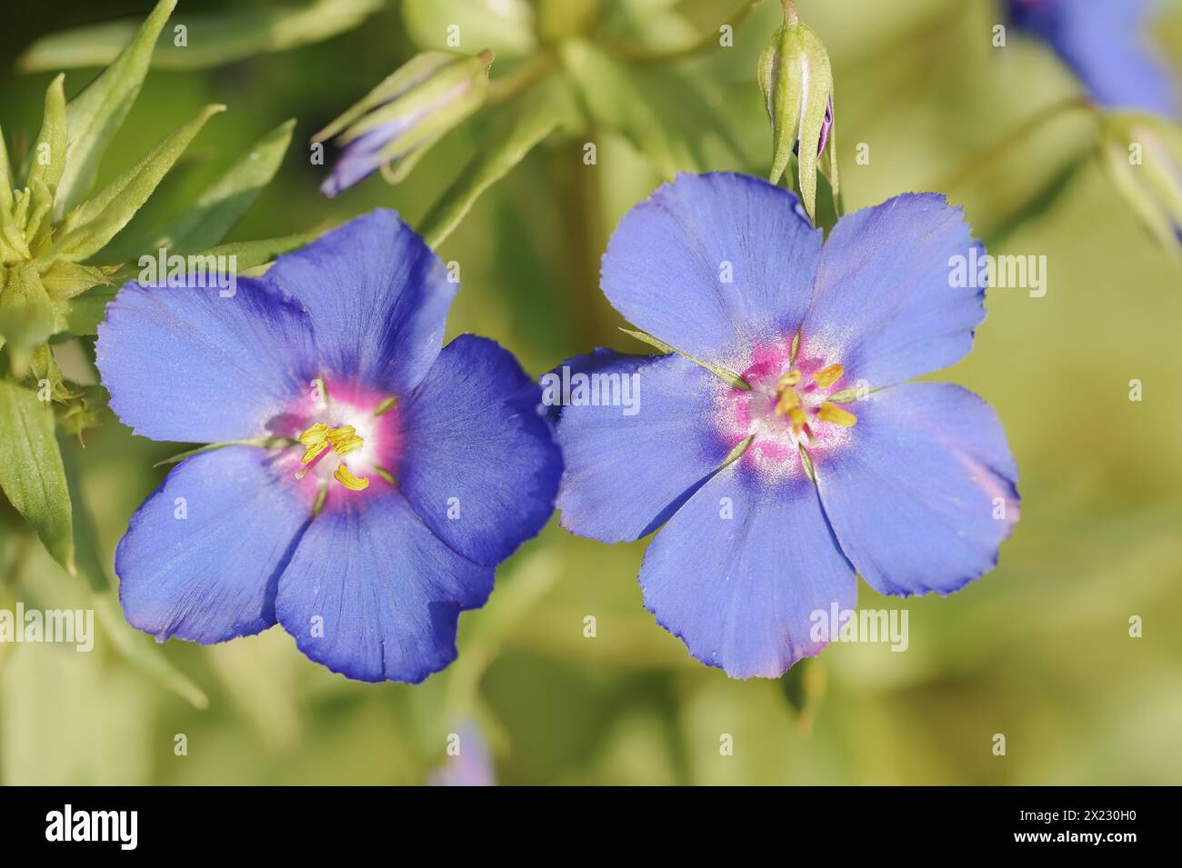 Blue pimpernel (Anagallis monellii), flowers, native to the western Mediterranean region Stock Photo
