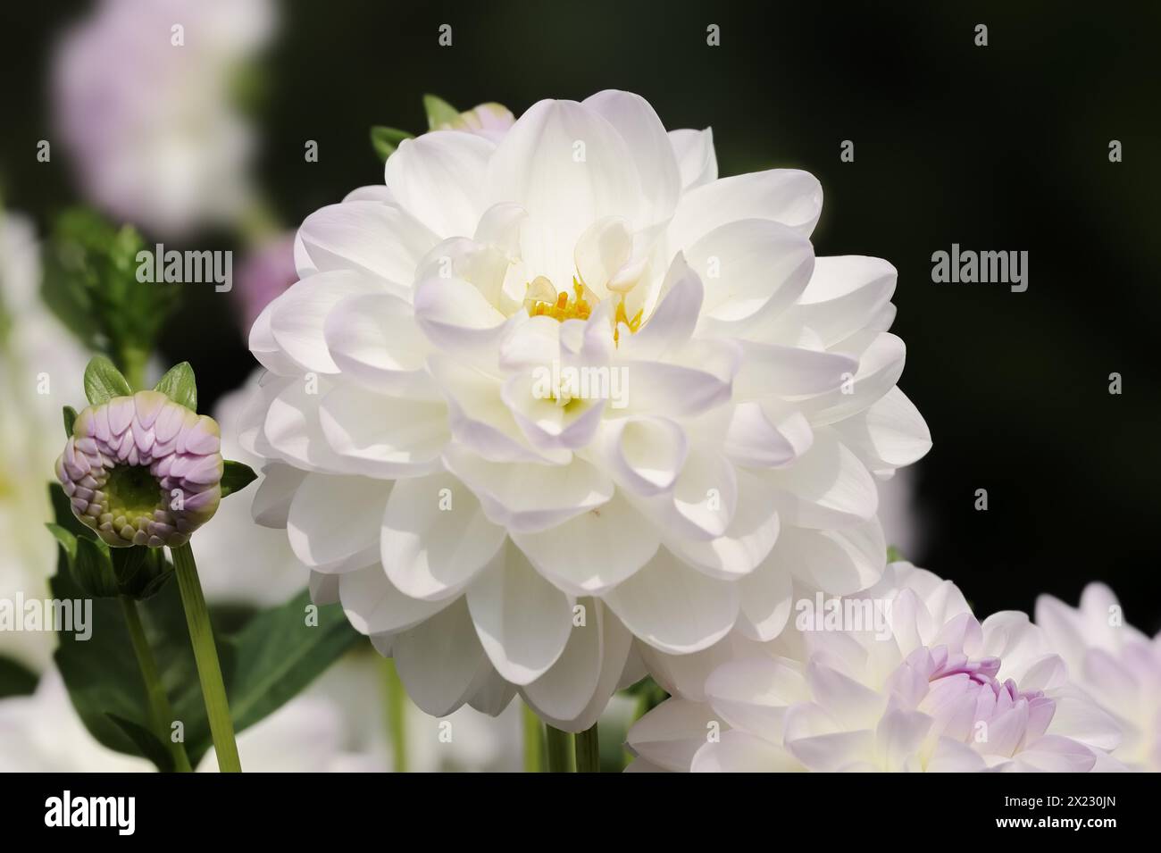 Dahlia 'Eveline' (Dahlia Hybride), flower, ornamental plant, North Rhine-Westphalia, Germany Stock Photo