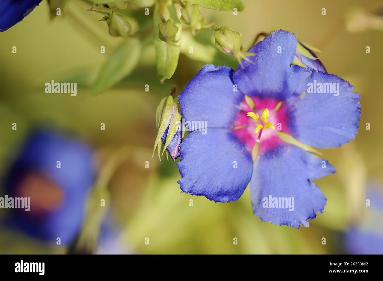 Blue pimpernel (Anagallis monellii), flower, native to the western Mediterranean region Stock Photo