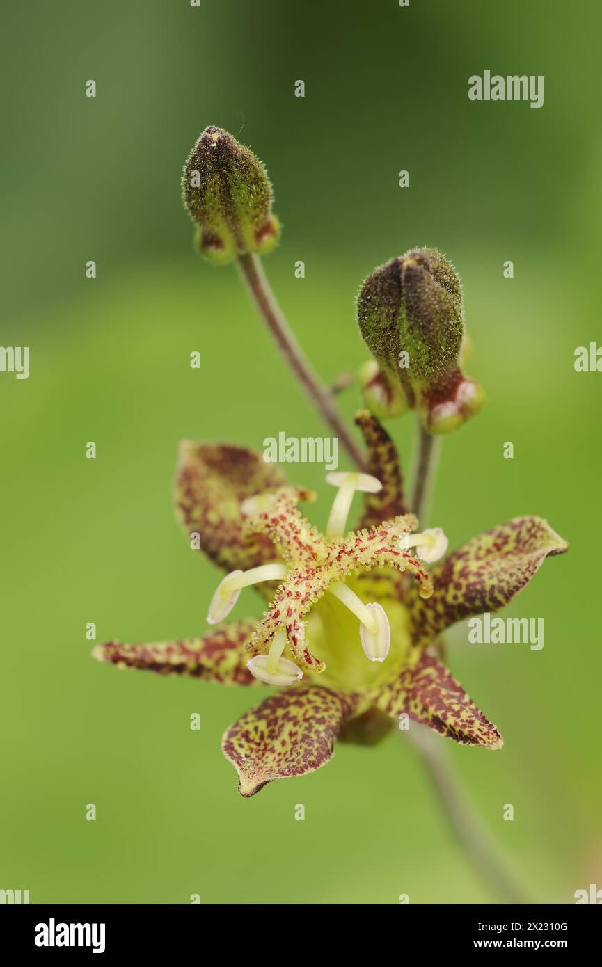 Toad lily (Tricyrtis puberula), flower, native to China Stock Photo