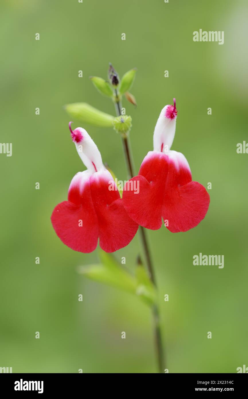 Blackcurrant sage or baby sage (Salvia microphylla), flowers, native to North America, ornamental plant, North Rhine-Westphalia, Germany Stock Photo