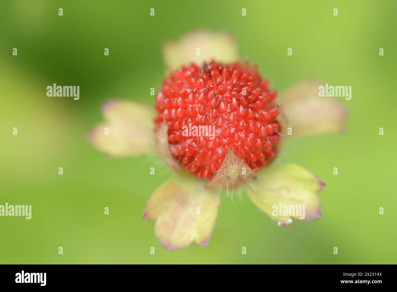 Indian strawberry (Potentilla indica, Duchesnea indica), fruit, native to Asia, ornamental plant, North Rhine-Westphalia, Germany Stock Photo