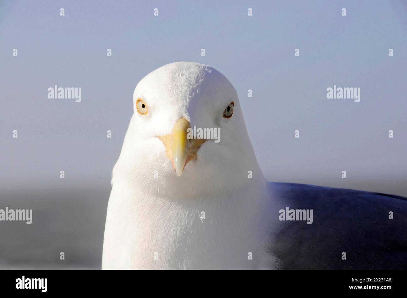 European herring gull (Larus argentatus), portrait shot of a gull looking directly at the camera on a light-coloured background, Sylt, North Frisian Stock Photo