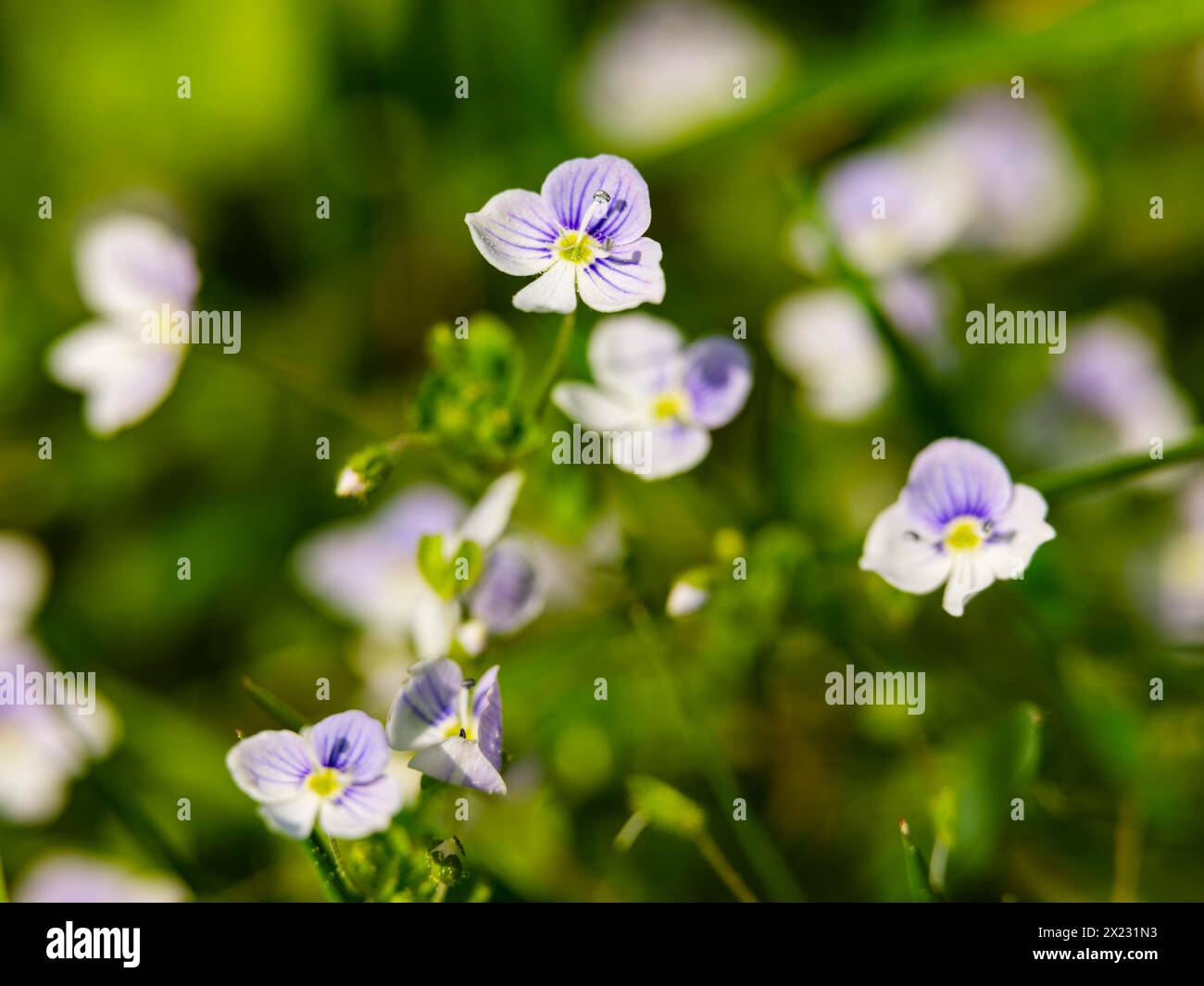 Slender speedwell (Veronica filiformis), Piding, Berchtesgadener Land ...