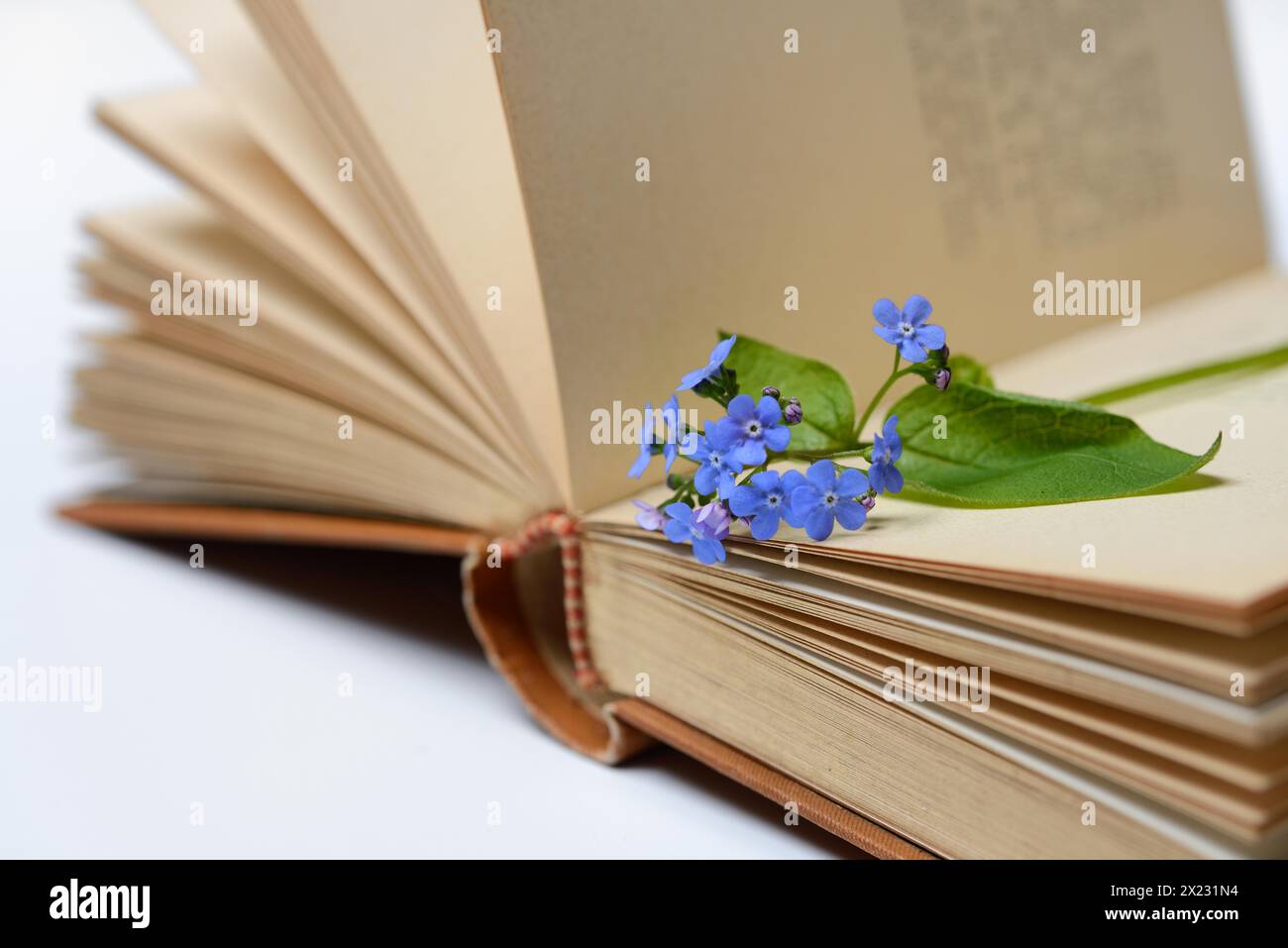Forget-me-not, flowers on book Stock Photo