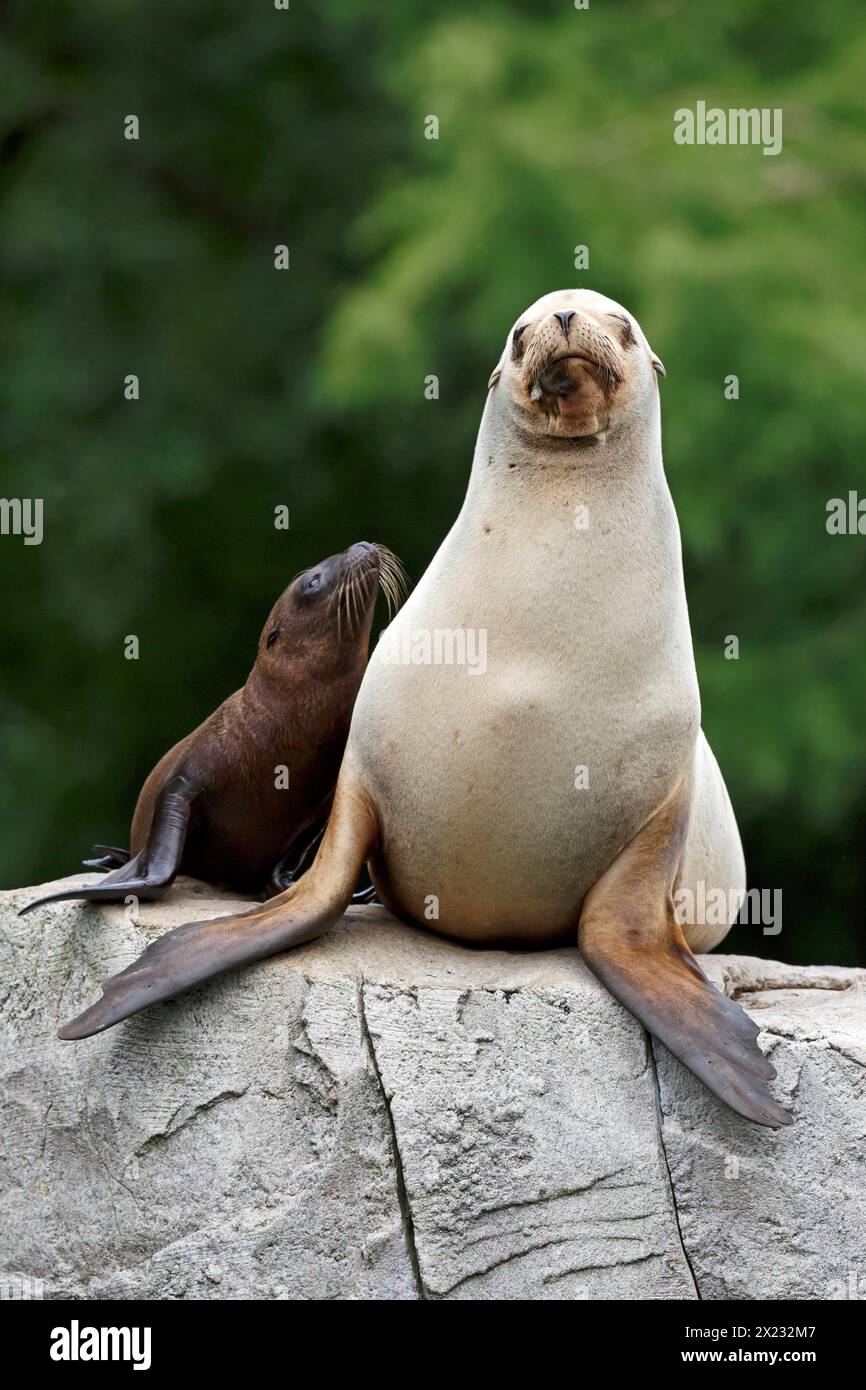 California sea lion (Zalophus californianus), A sea lion pup leans against its watchful parent Stock Photo