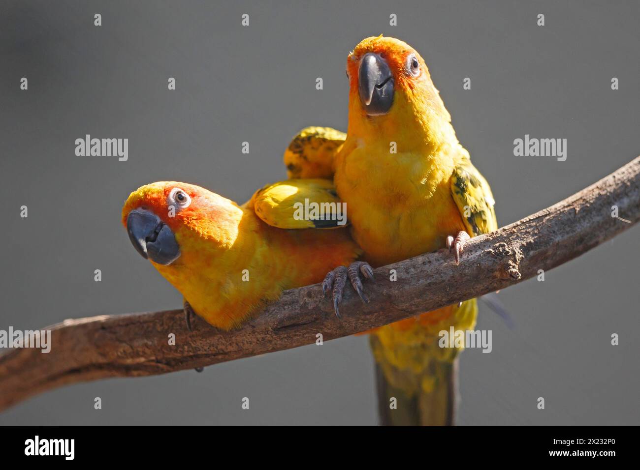 Picture of Sun conure (Aratinga solstitialis), Two parrots on a branch looking ...