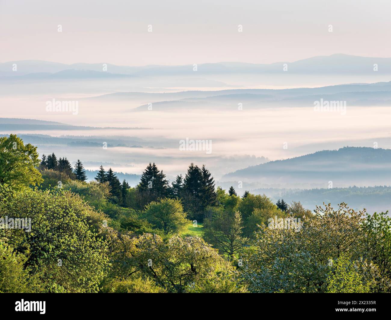 View over blossoming fruit trees to the hills of the Thuringian Rhoen at Gebaberg in the morning light in spring, fog in the valleys, Hohe Geba Stock Photo