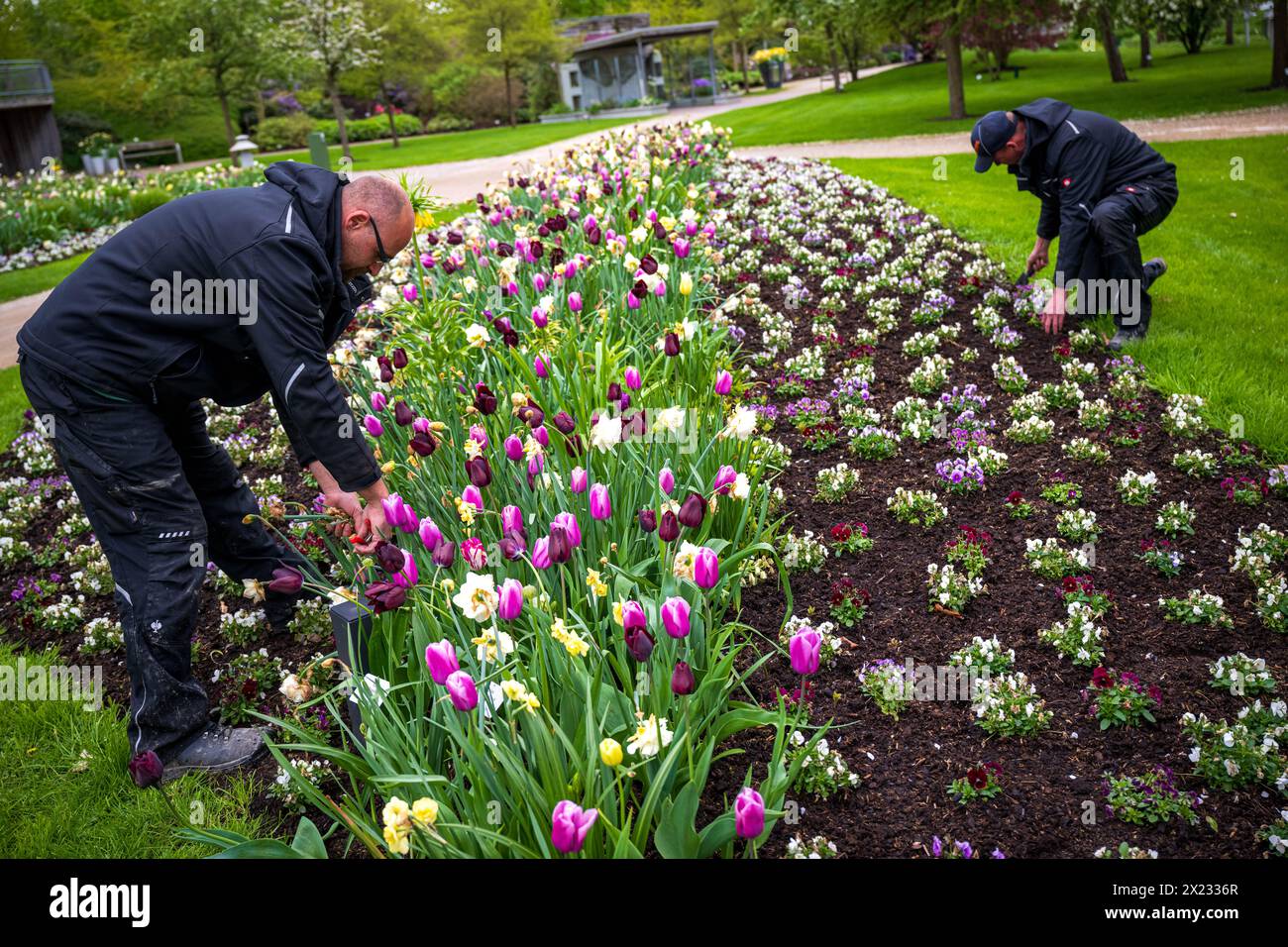PRODUCTION 16 April 2024, Lower Saxony, Bad Zwischenahn Gardeners