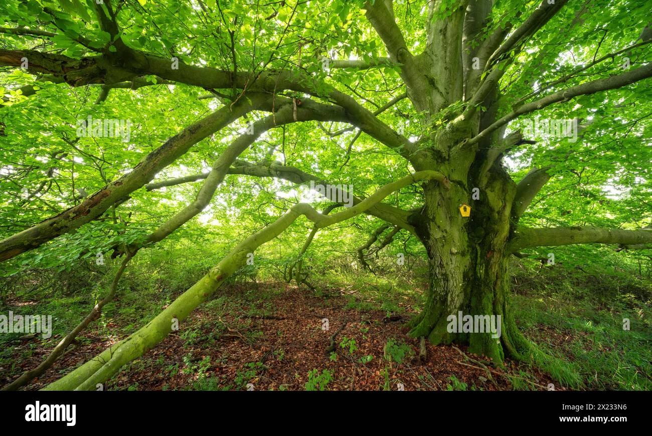 Gnarled old beech tree in a former hut forest, Rhoen, Thuringia, Germany Stock Photo