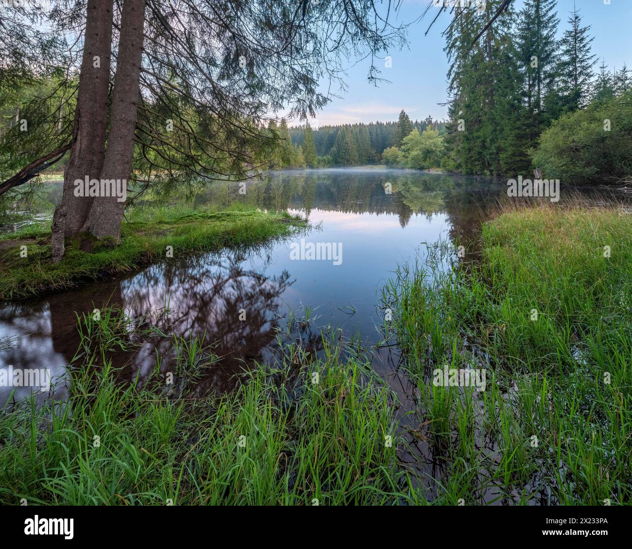 Small lake in the Thuringian Forest at dawn, spruce forest reflected, Thuringia, Germany Stock Photo