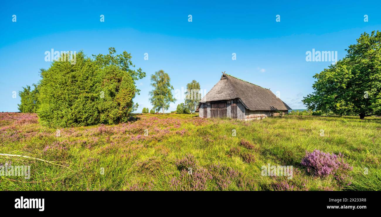 Typical heath landscape with old sheepfold, juniper and flowering heather, Lueneburg Heath, Lower Saxony, Germany Stock Photo