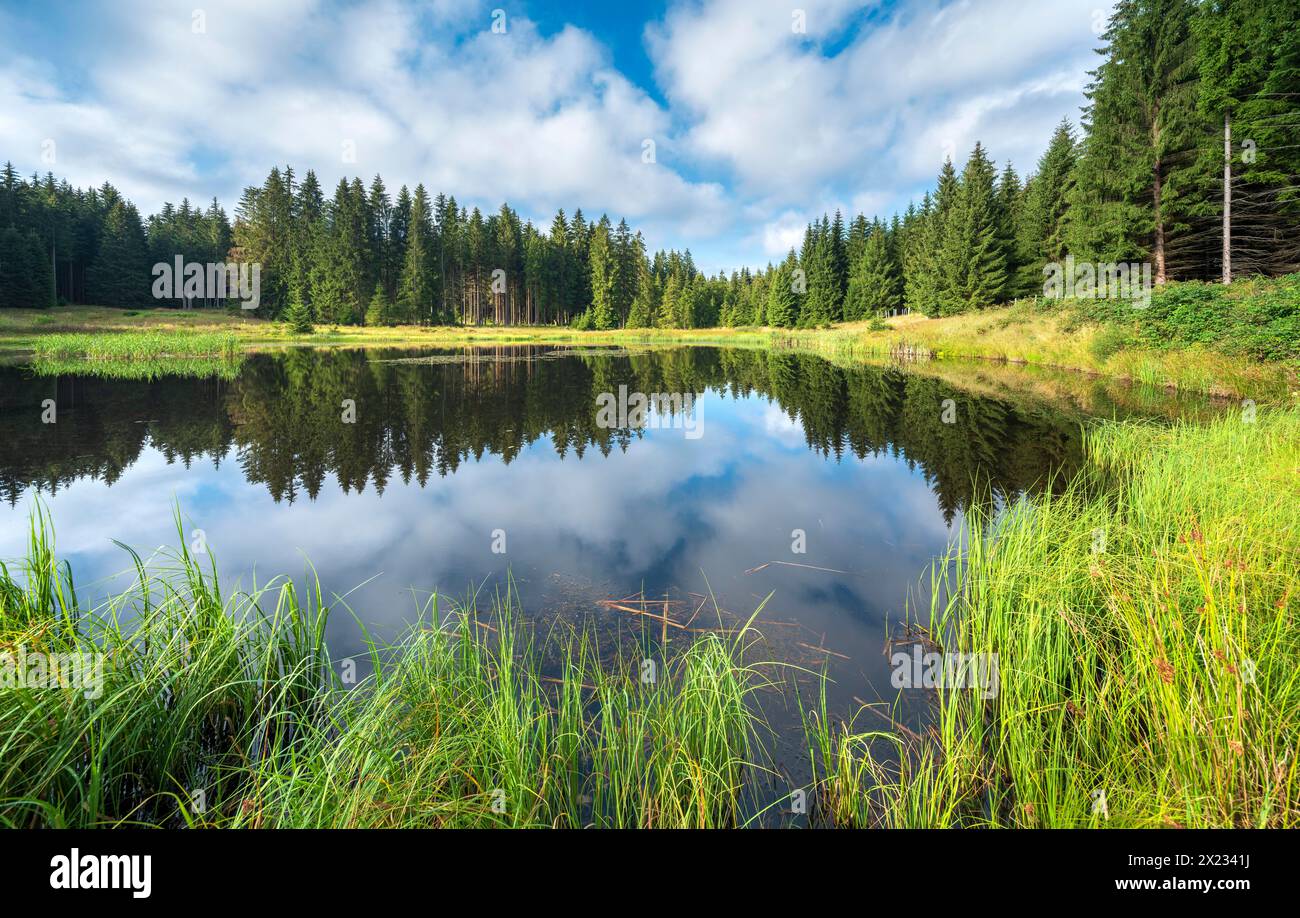 Small lake in the Thuringian Forest, spruce forest reflected, Thuringia, Germany Stock Photo