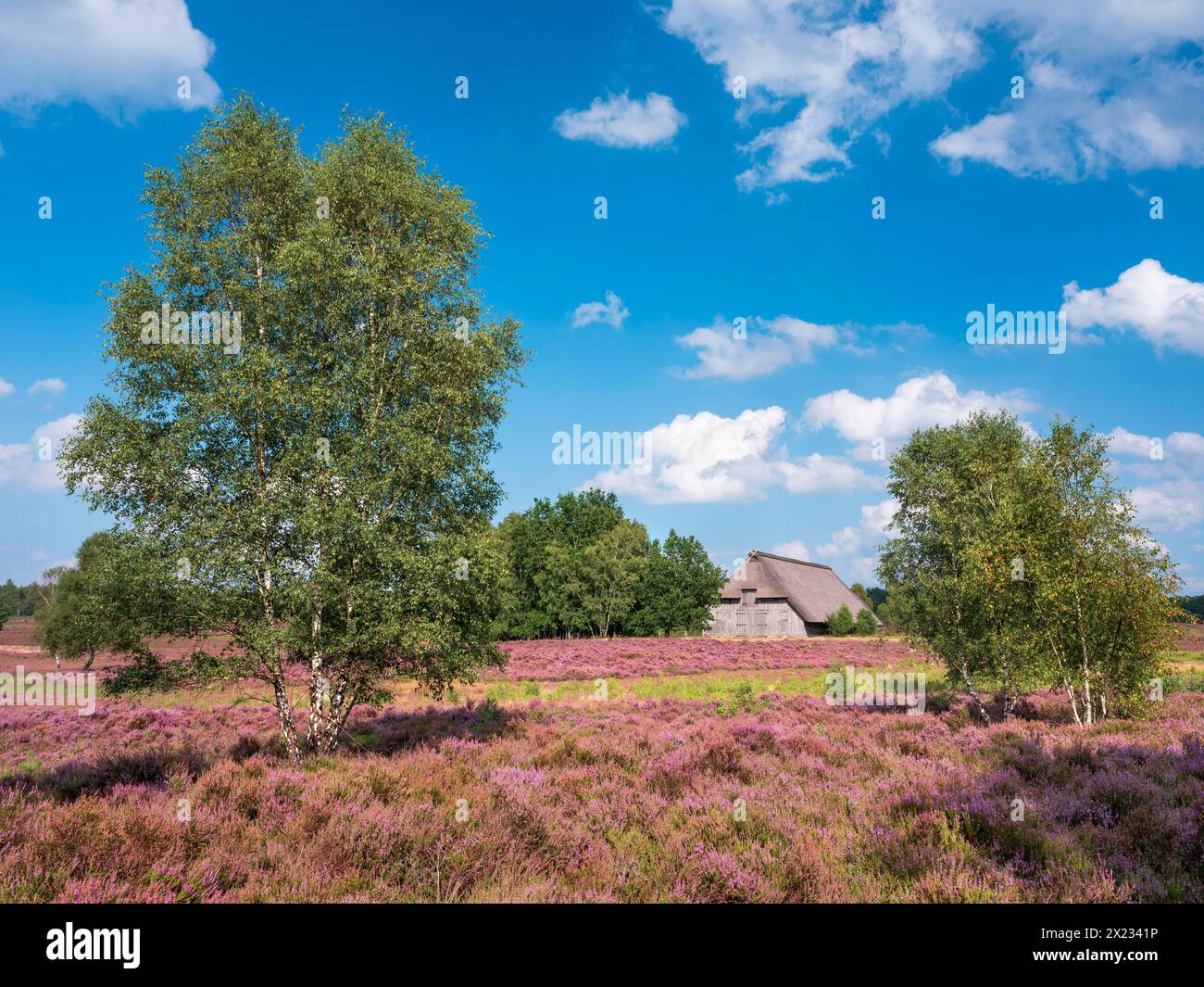 Typical heath landscape with old sheepfold, juniper and flowering heather, Lueneburg Heath, Lower Saxony, Germany Stock Photo