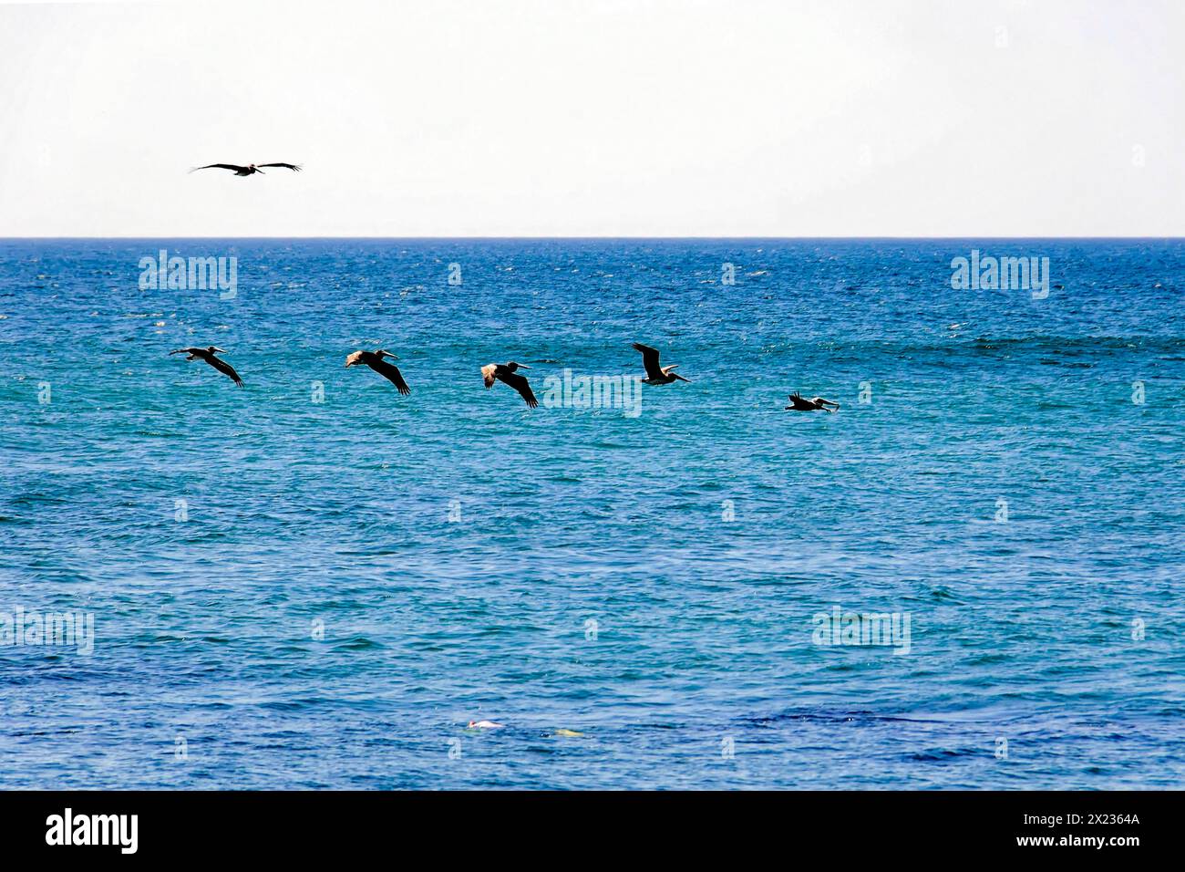 Beach at Poneloya, Las Penitas, Leon, Nicaragua, Pelicans in formation over the sea, a natural moment of wild fauna, Central America, Central America Stock Photo