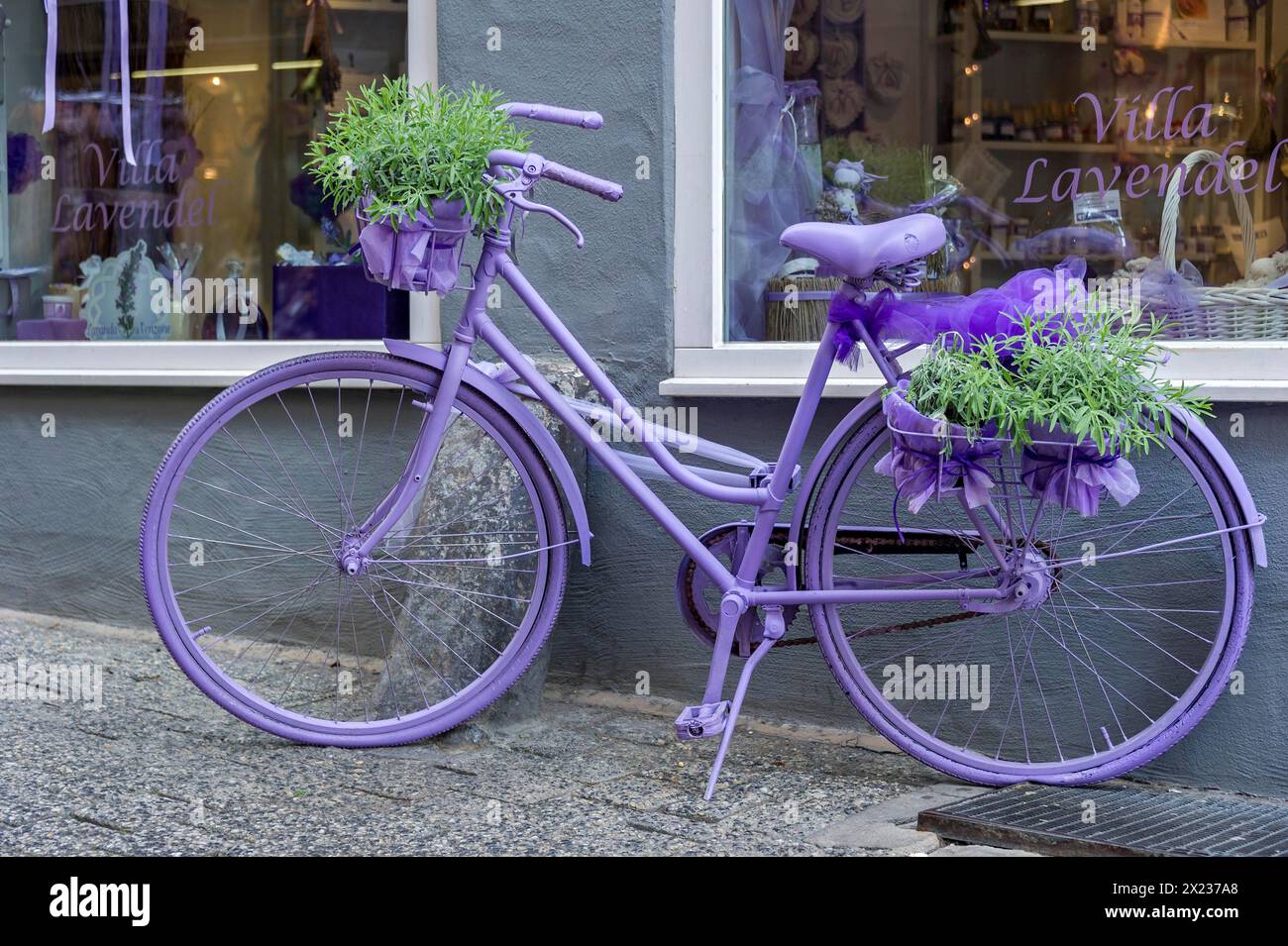 Purple bicycle, plant pots with lavender (Lavandula vera) in front of a shop in the historic city centre, Limburg an der Lahn, Hesse, Germany Stock Photo